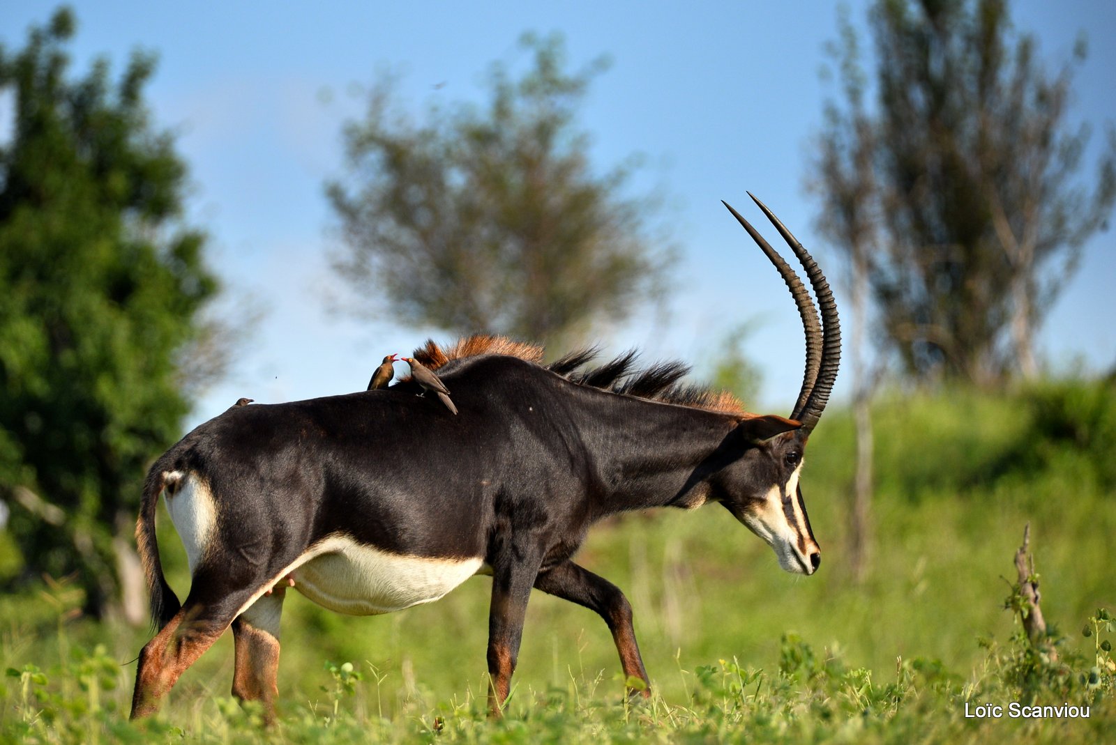 Hippotrague noir/Sable Antelope (5)
