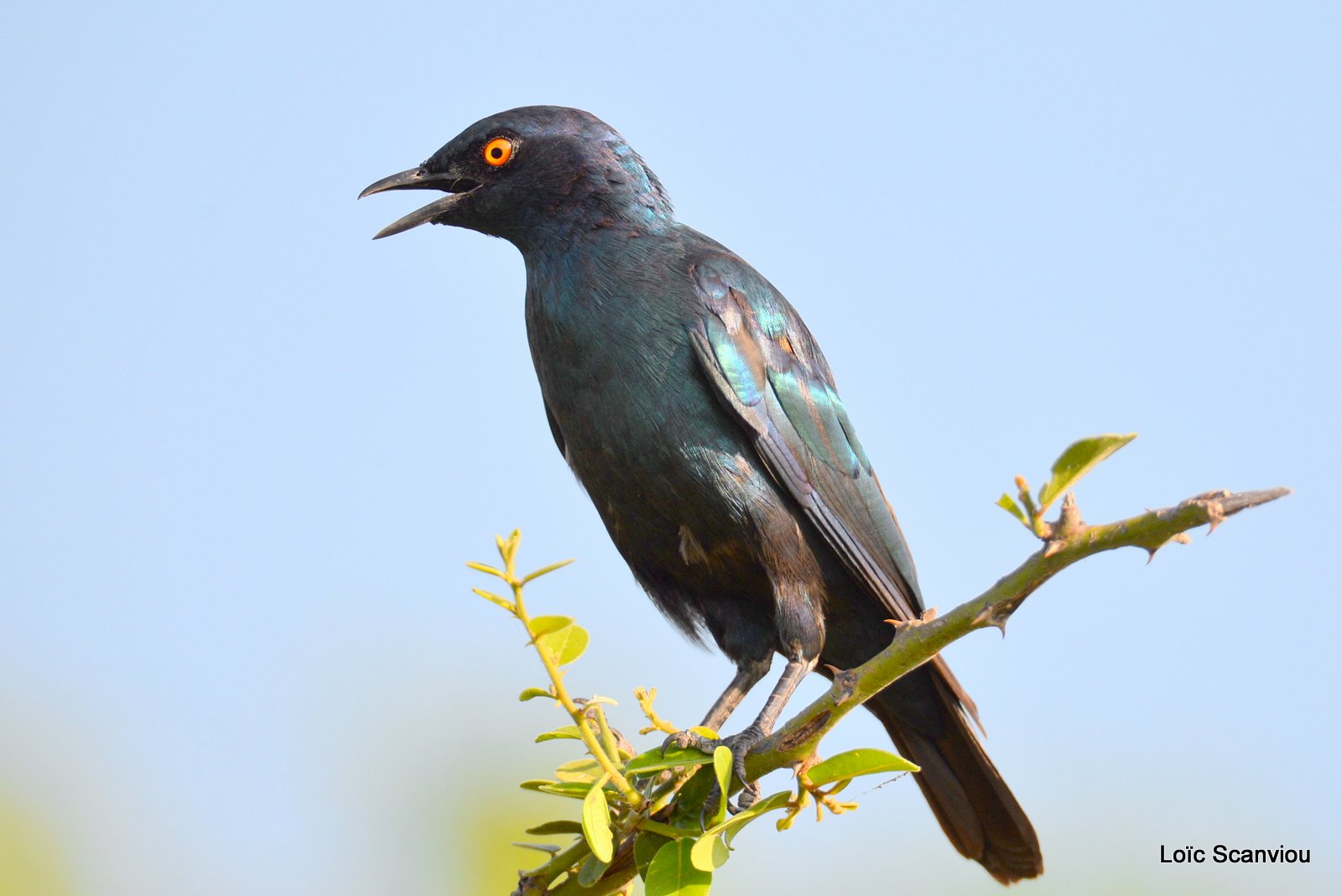 Combassou du Sénégal/Village Indigobird (1)