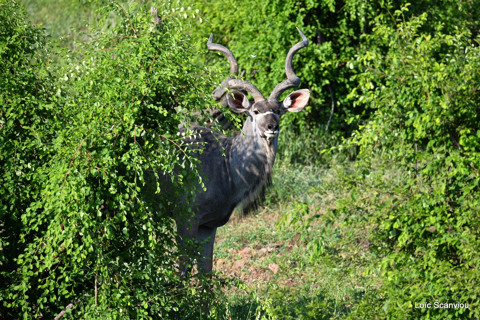 Grand koudou/Greater Kudu (9)