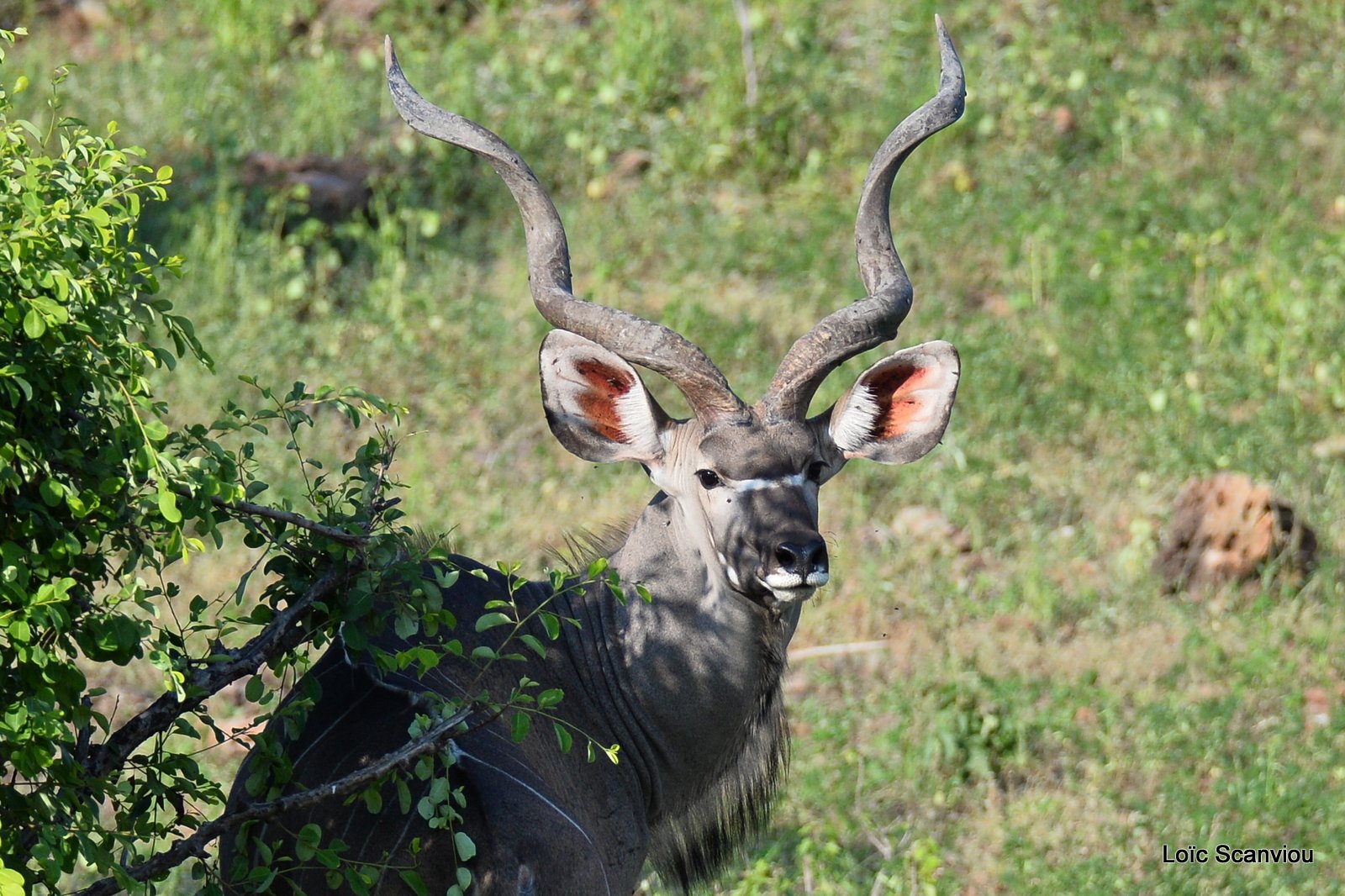 Grand koudou/Greater Kudu (10)