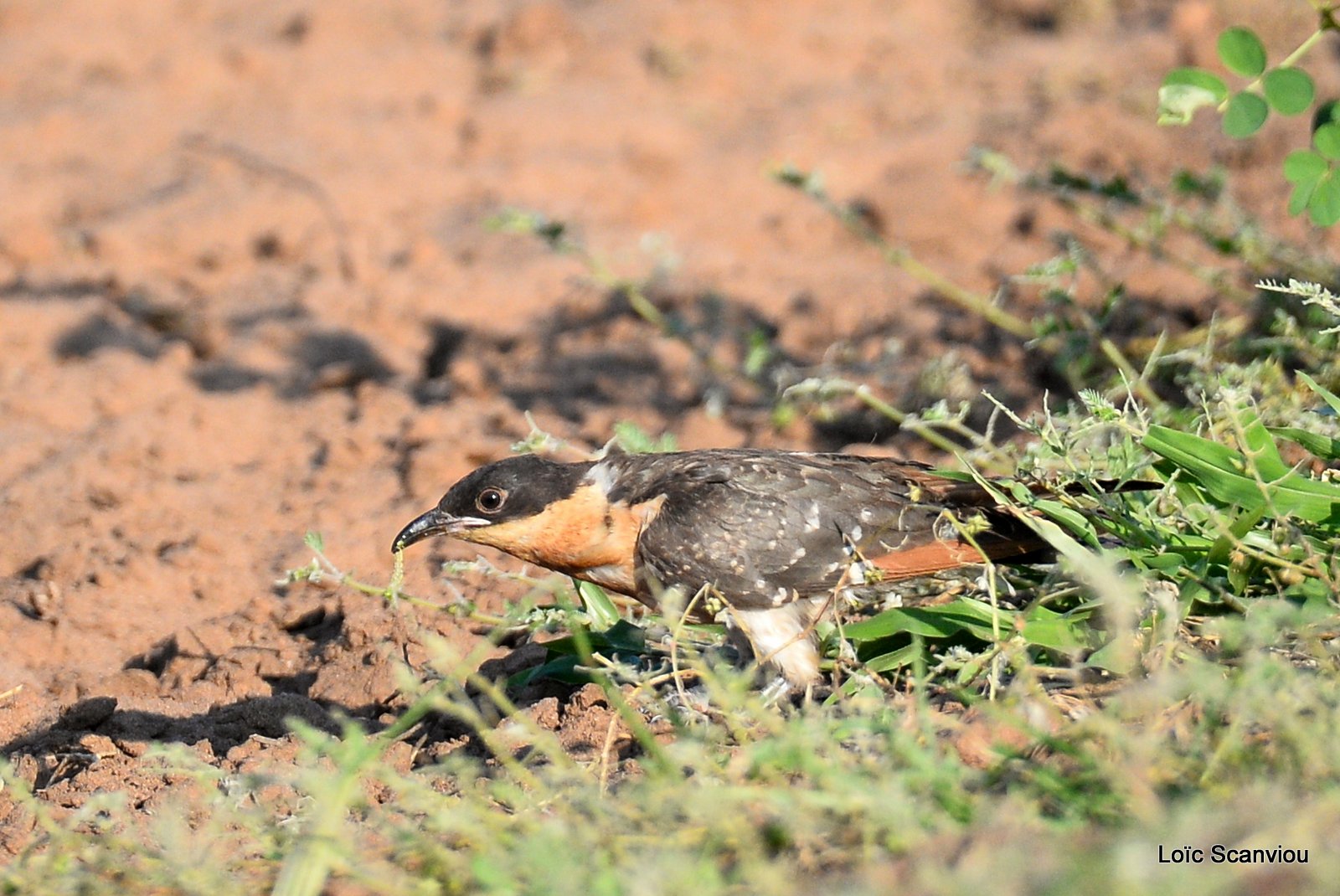 Coucou geai/Great Spotted Cuckoo (2)