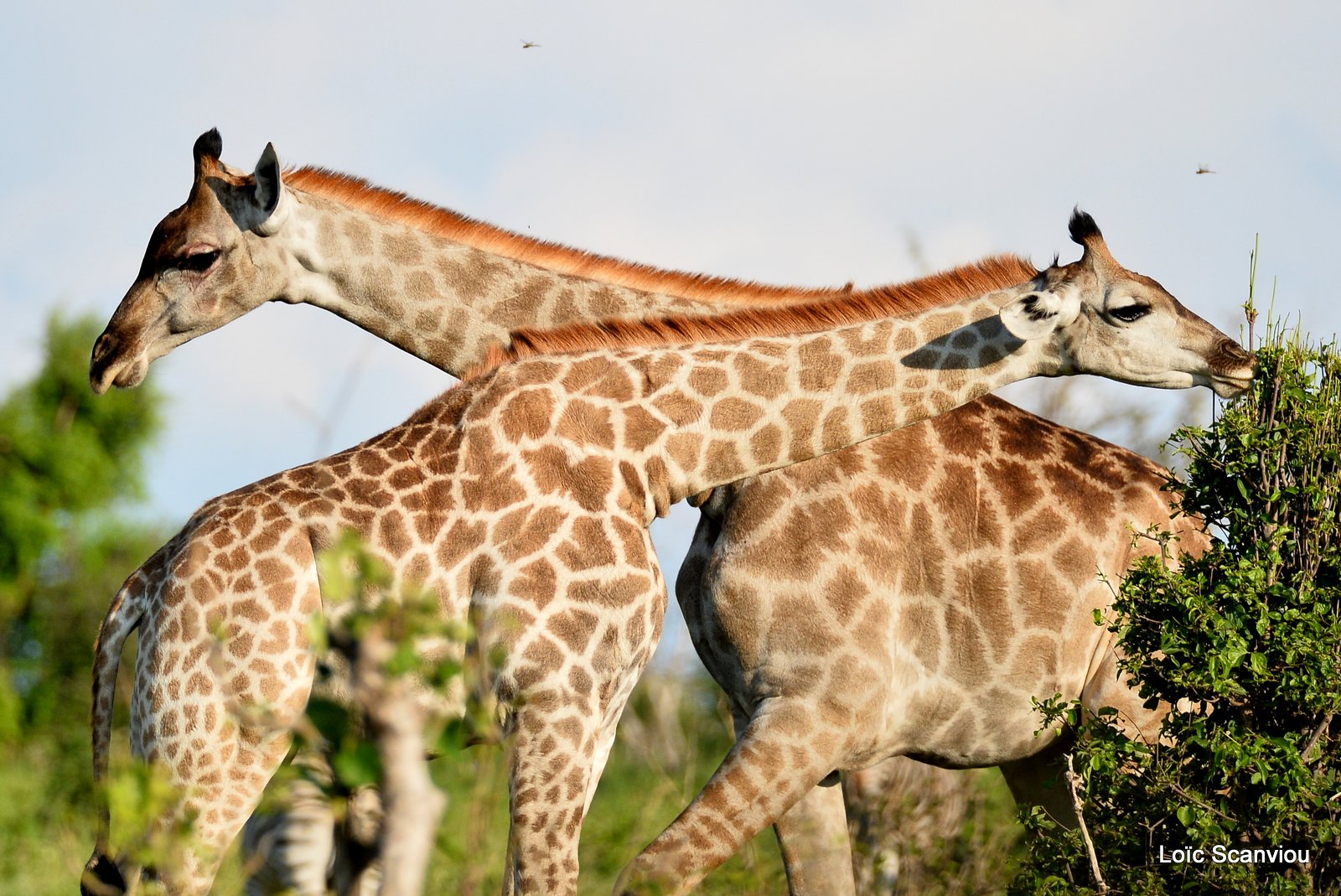 Girafe du Sud/Southern Giraffe (6)
