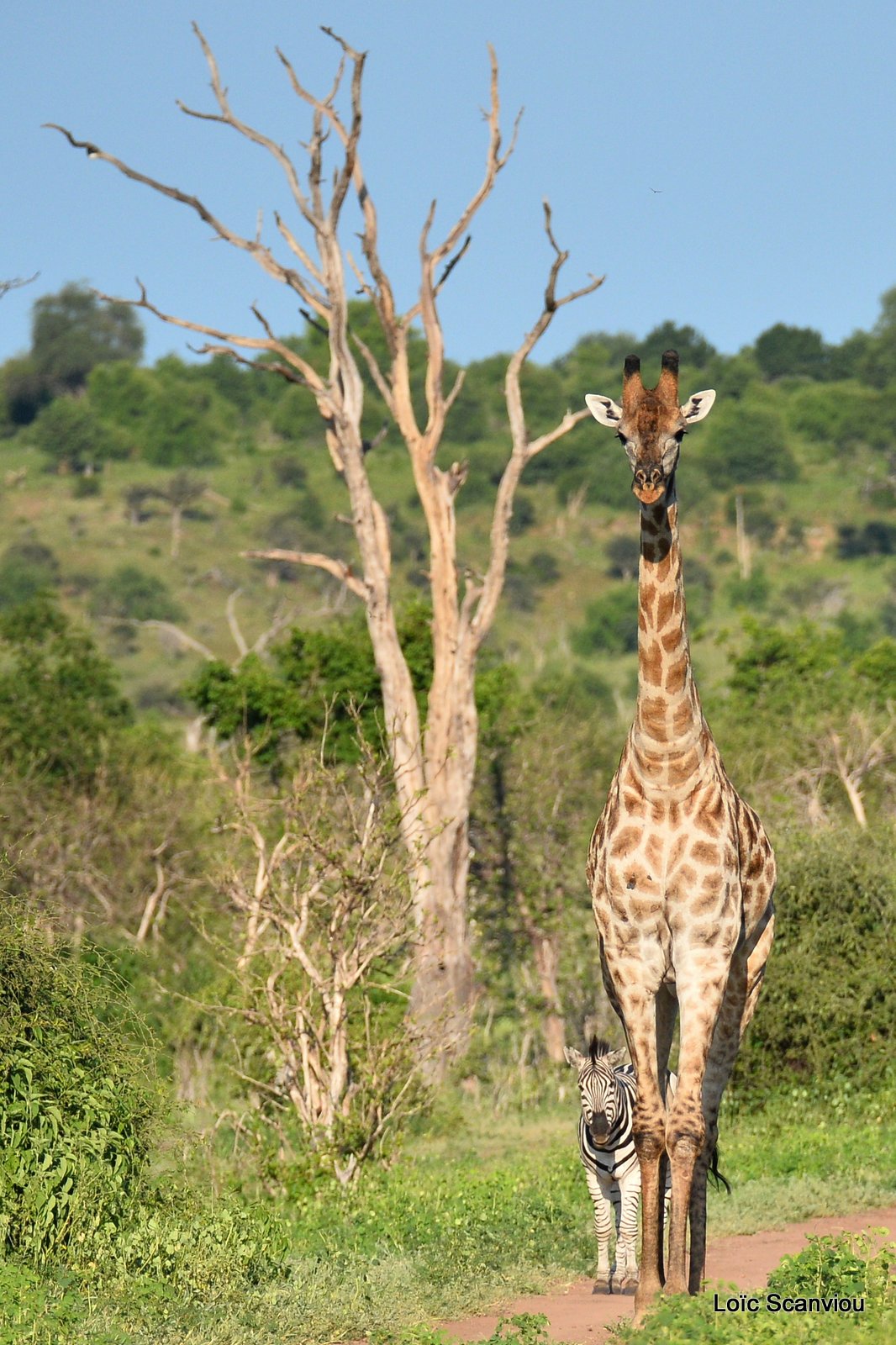 Girafe du Sud/Southern Giraffe (7)