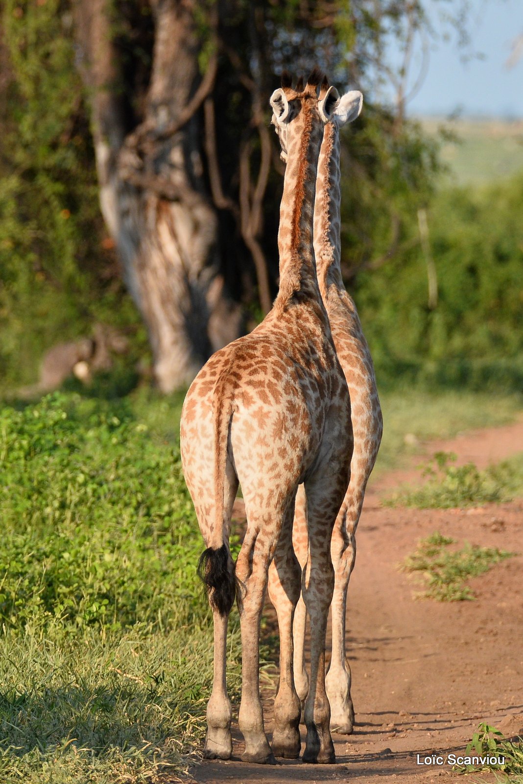 Girafe du Sud/Southern Giraffe (8)