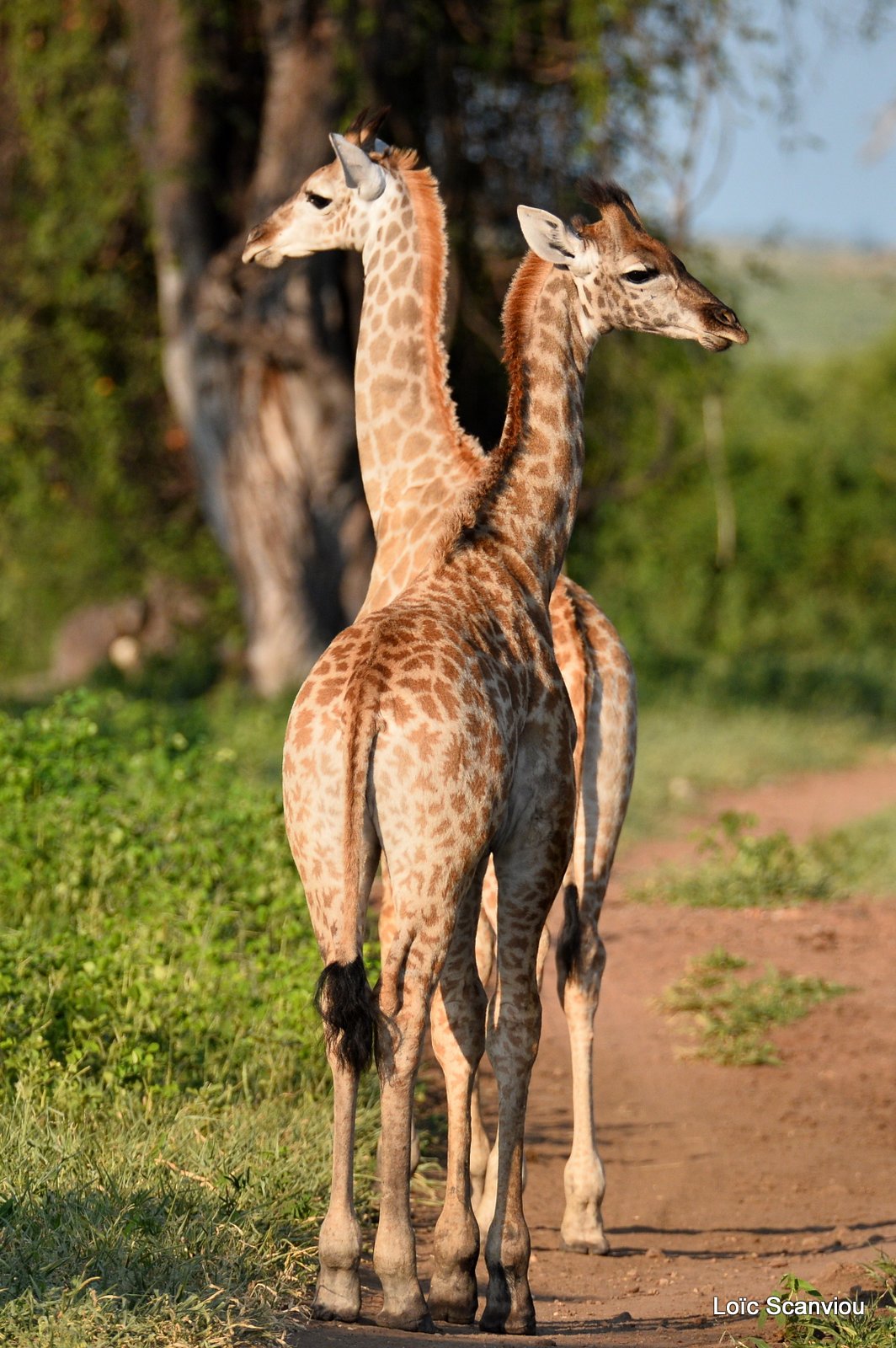 Girafe du Sud/Southern Giraffe (9)
