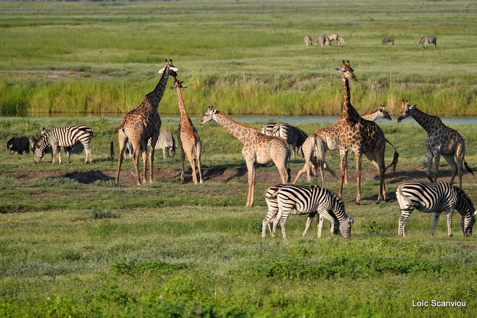 Girafe du Sud/Southern Giraffe (10)