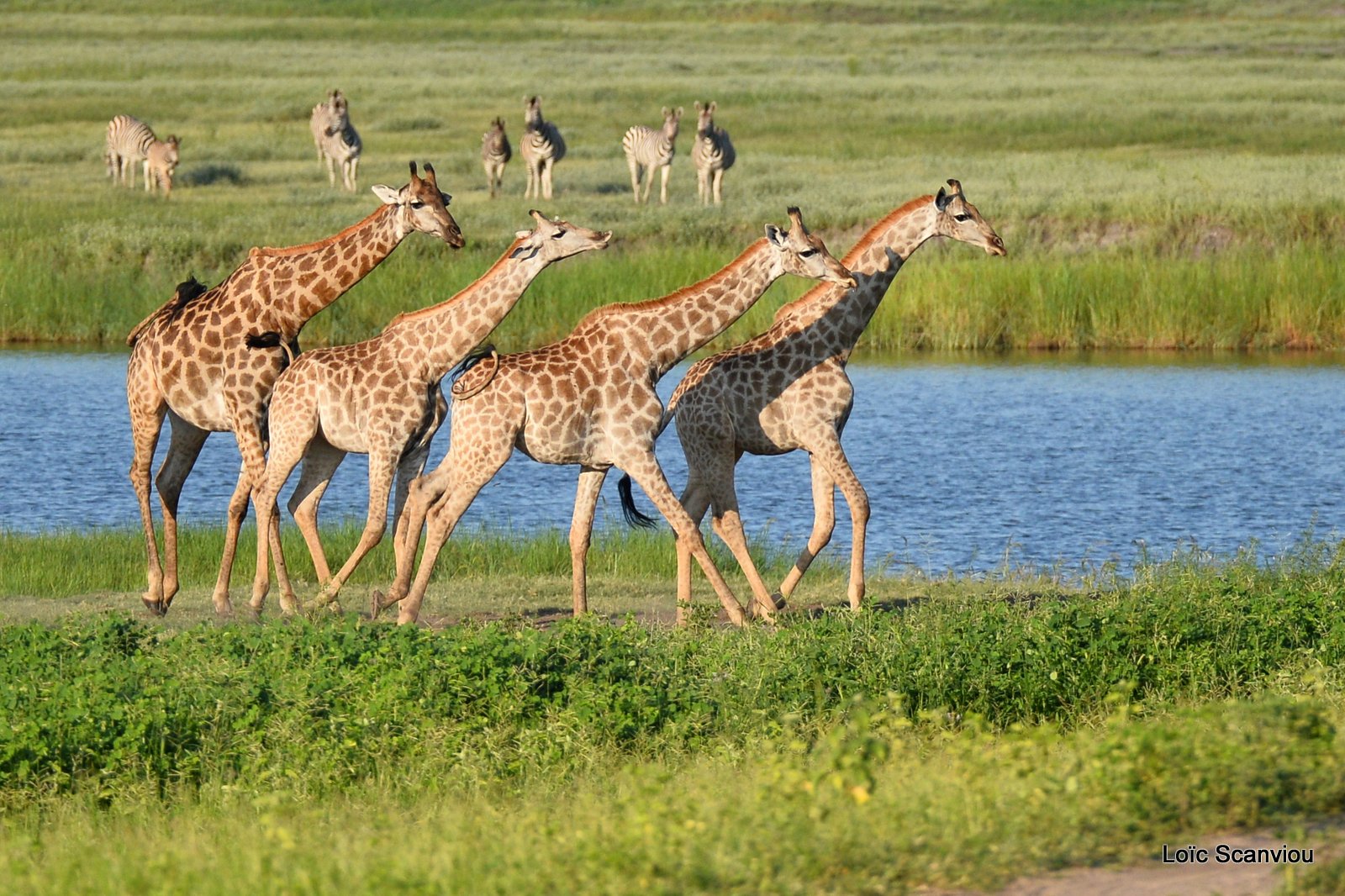 Girafe du Sud/Southern Giraffe (11)