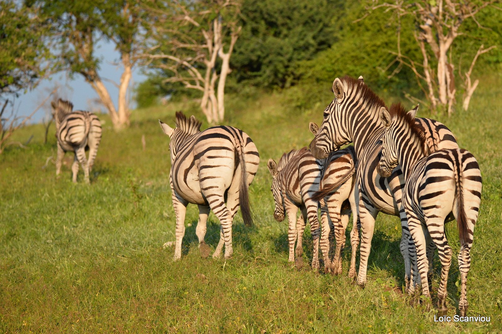 Chobe River Front 2020 (169)