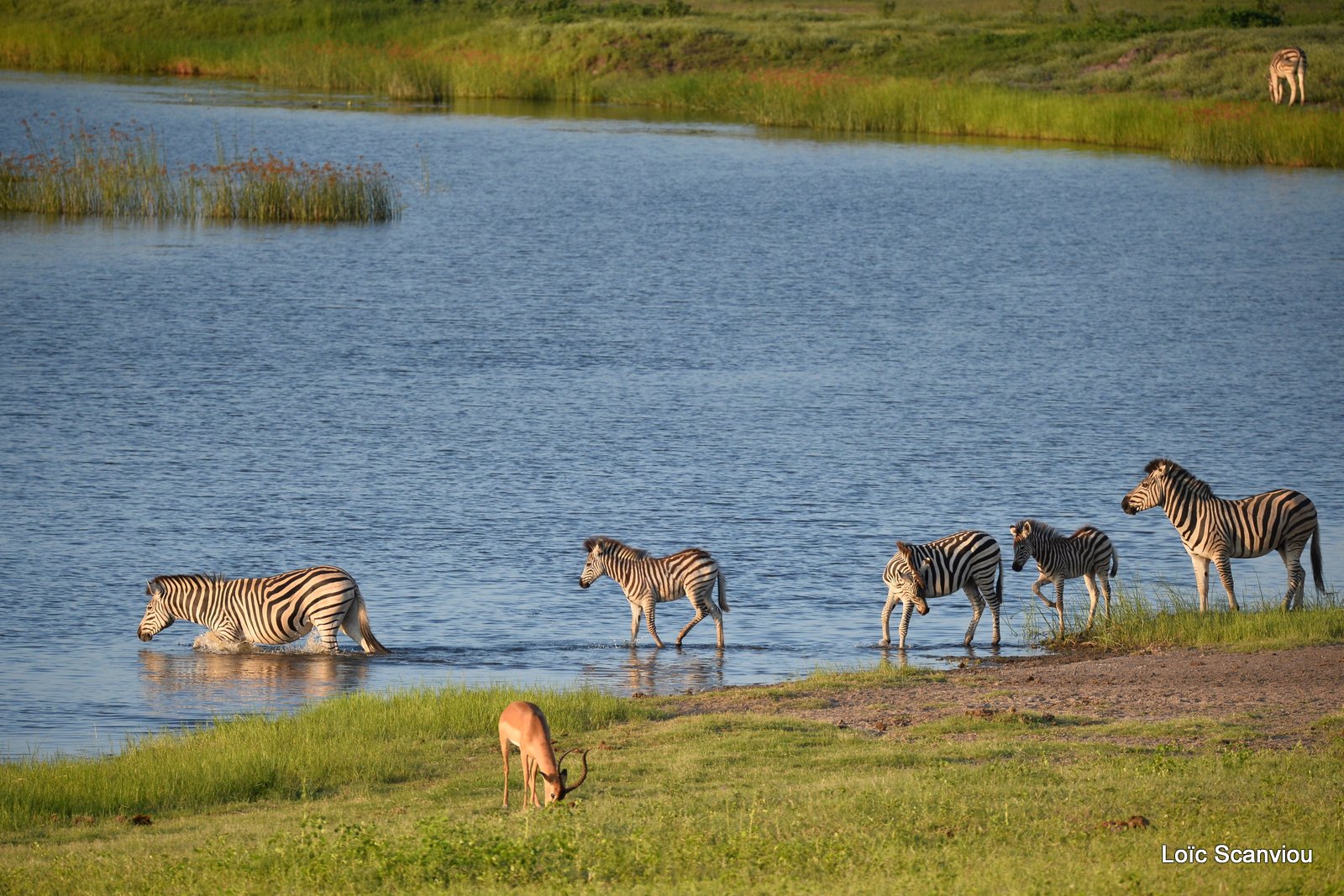 Chobe River Front 2020 (170)