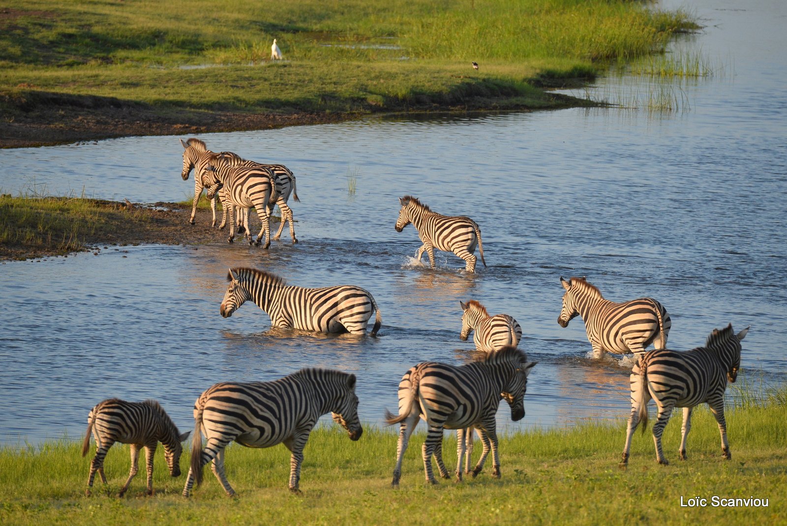 Chobe River Front 2020 (171)
