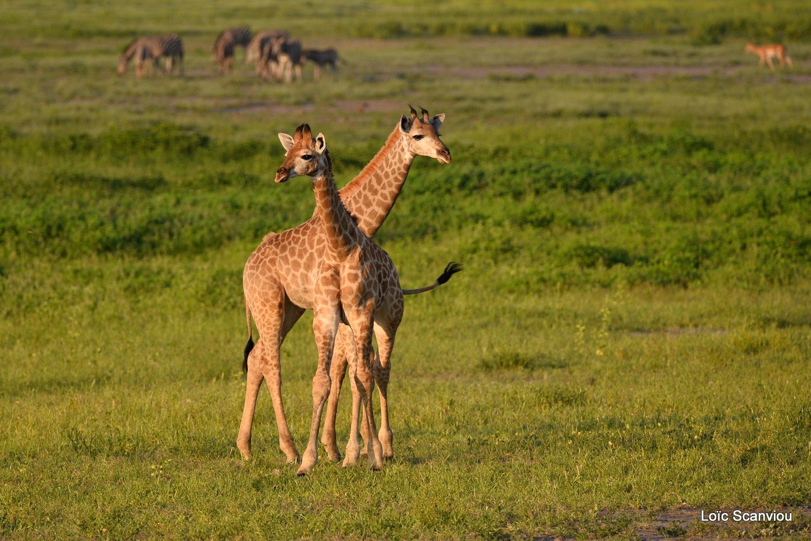 Girafe du Sud/Southern Giraffe (12)