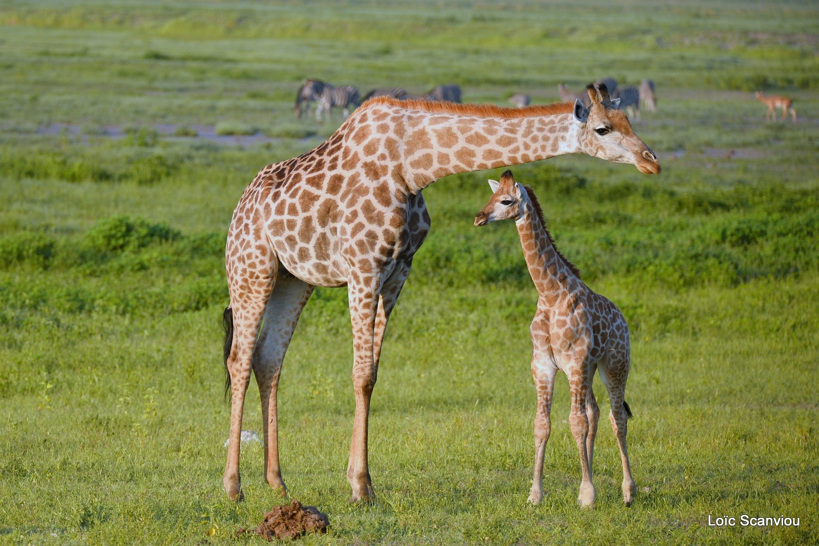 Girafe du Sud/Southern Giraffe (13)
