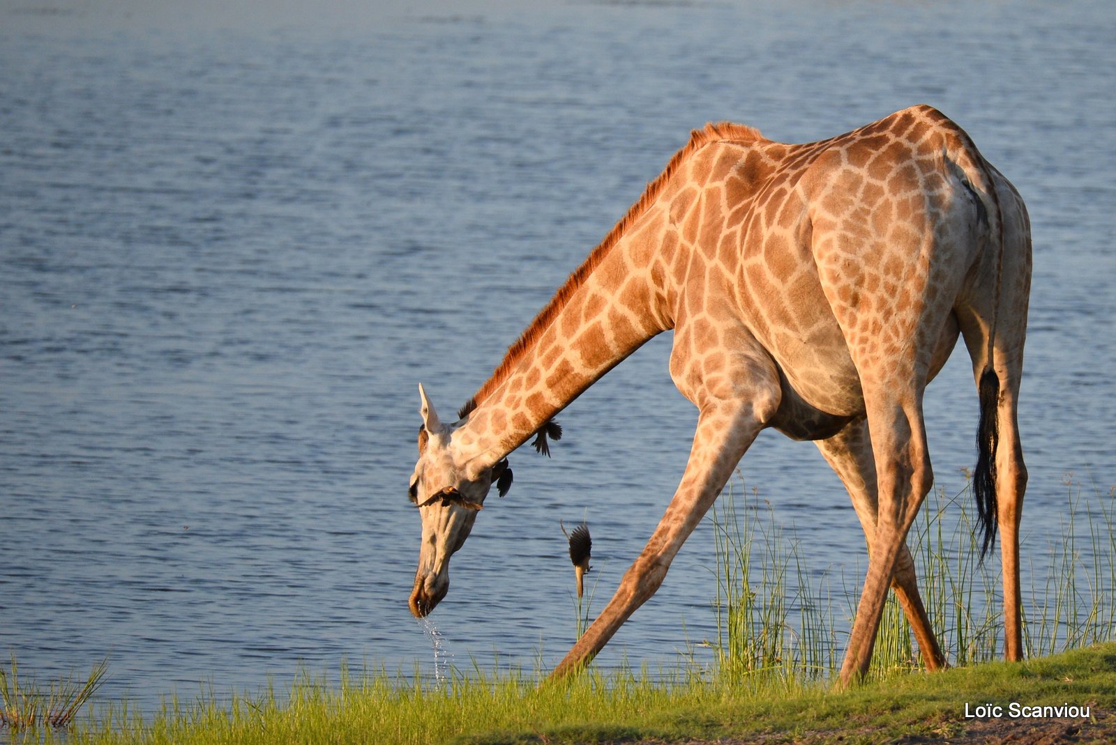 Girafe du Sud/Southern Giraffe (14)