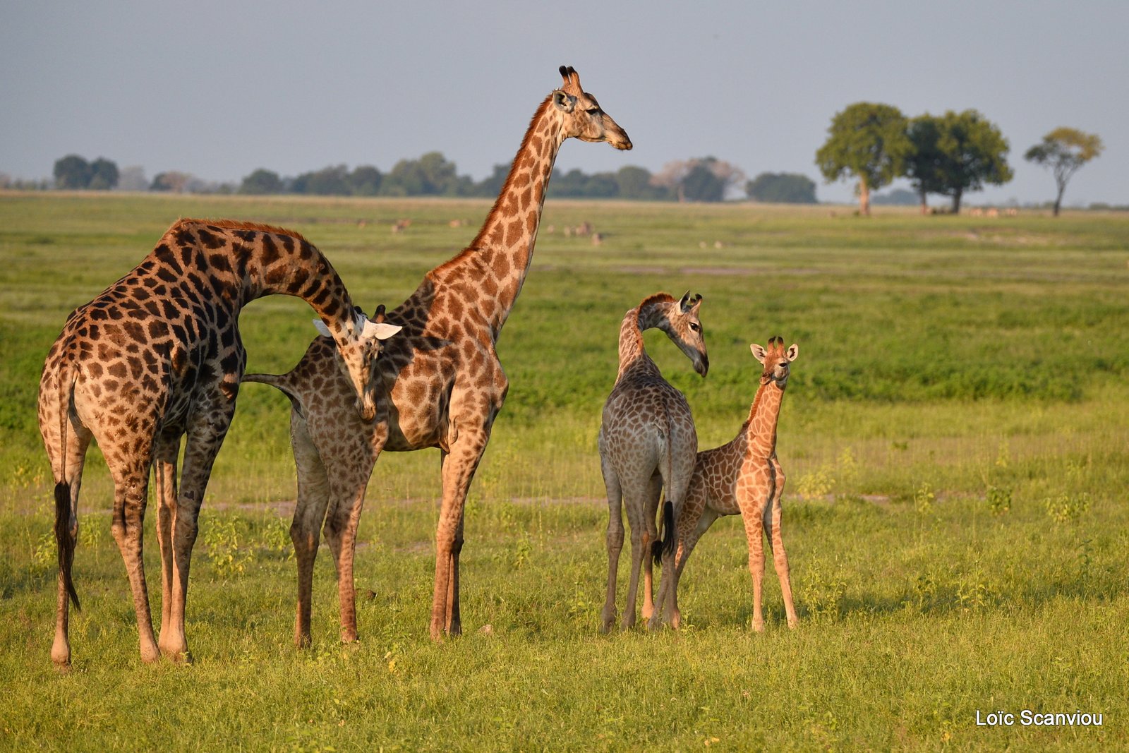 Girafe du Sud/Southern Giraffe (15)