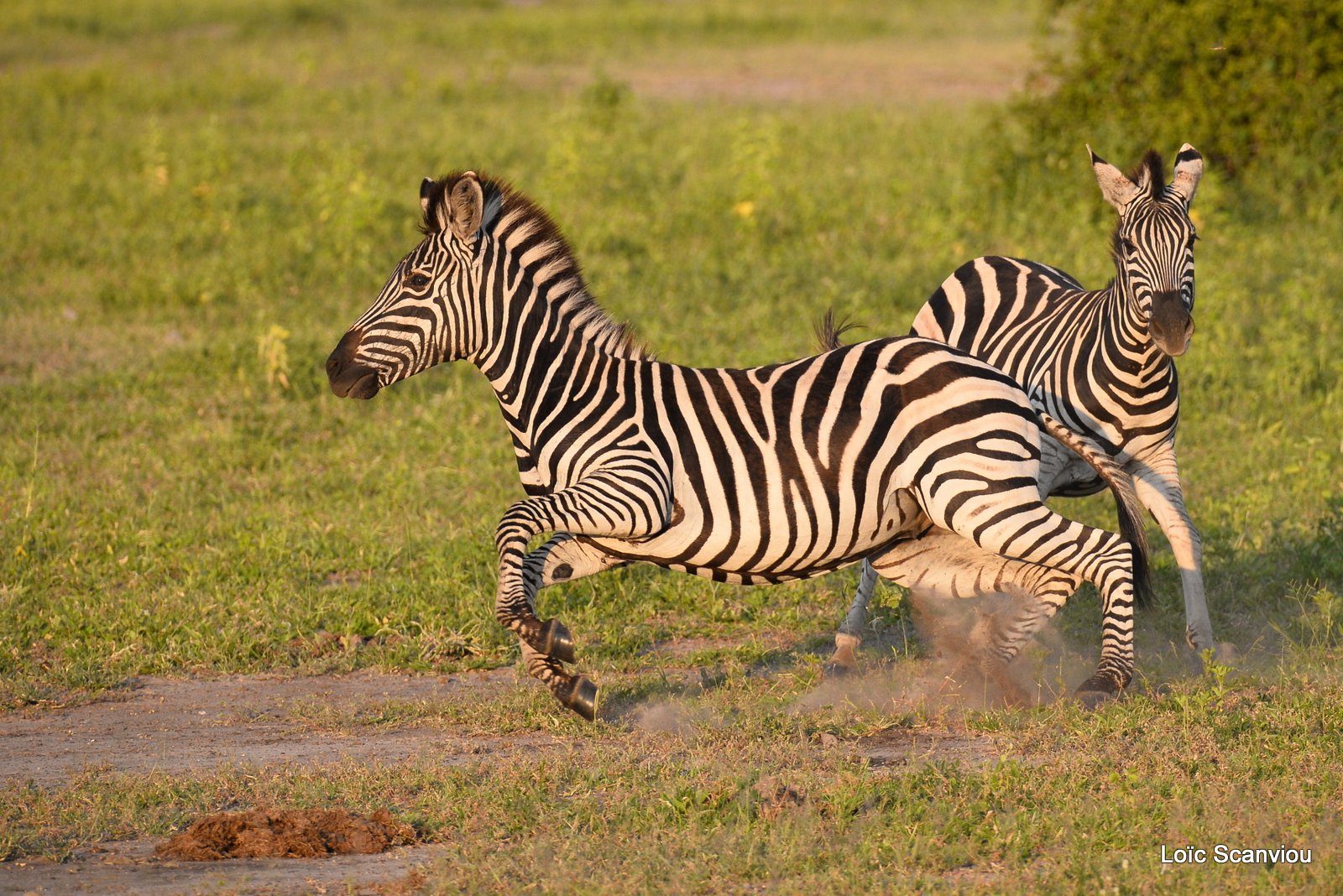 Chobe River Front 2020 (176)