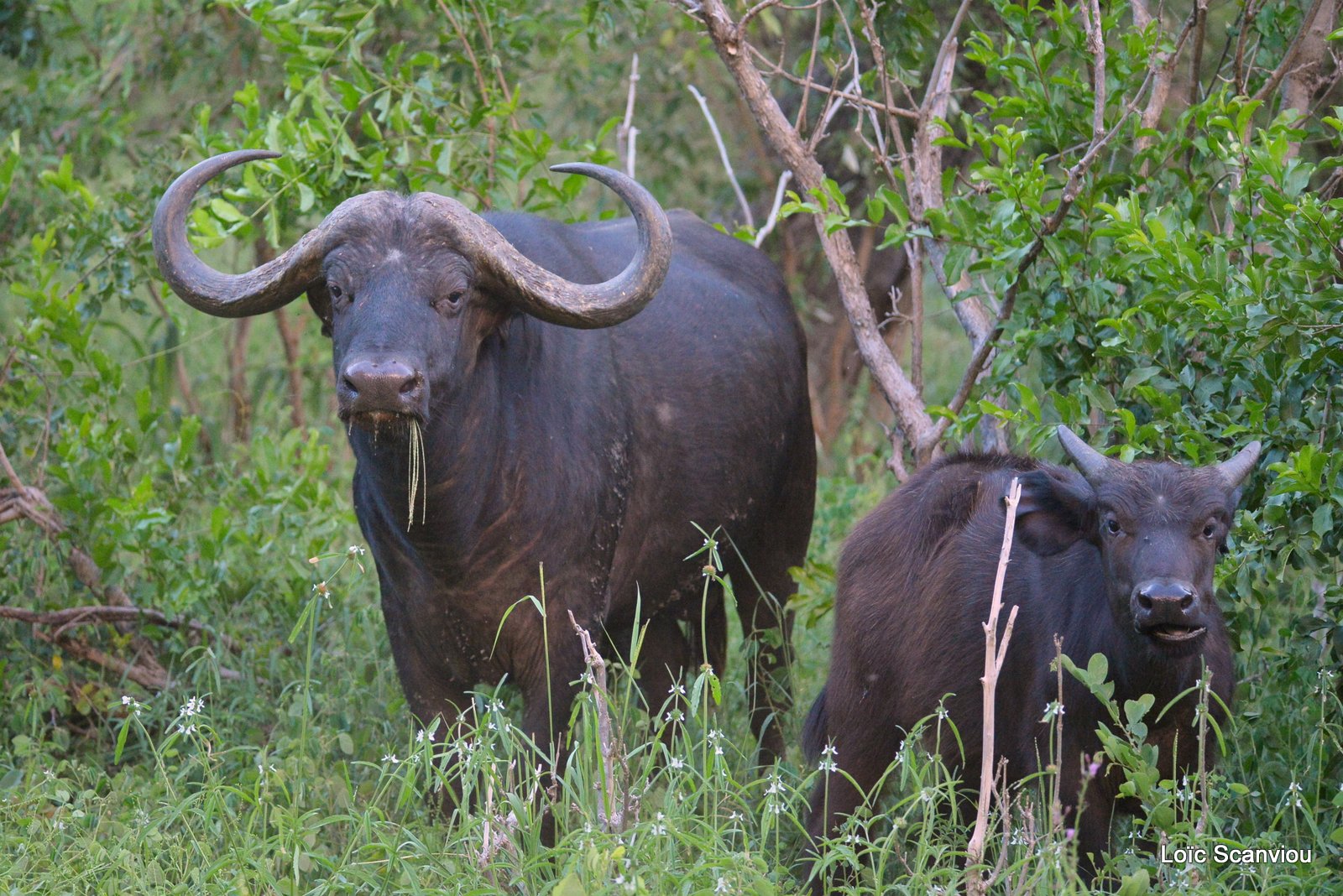Buffle d'Afrique/Cape Buffalo (3)