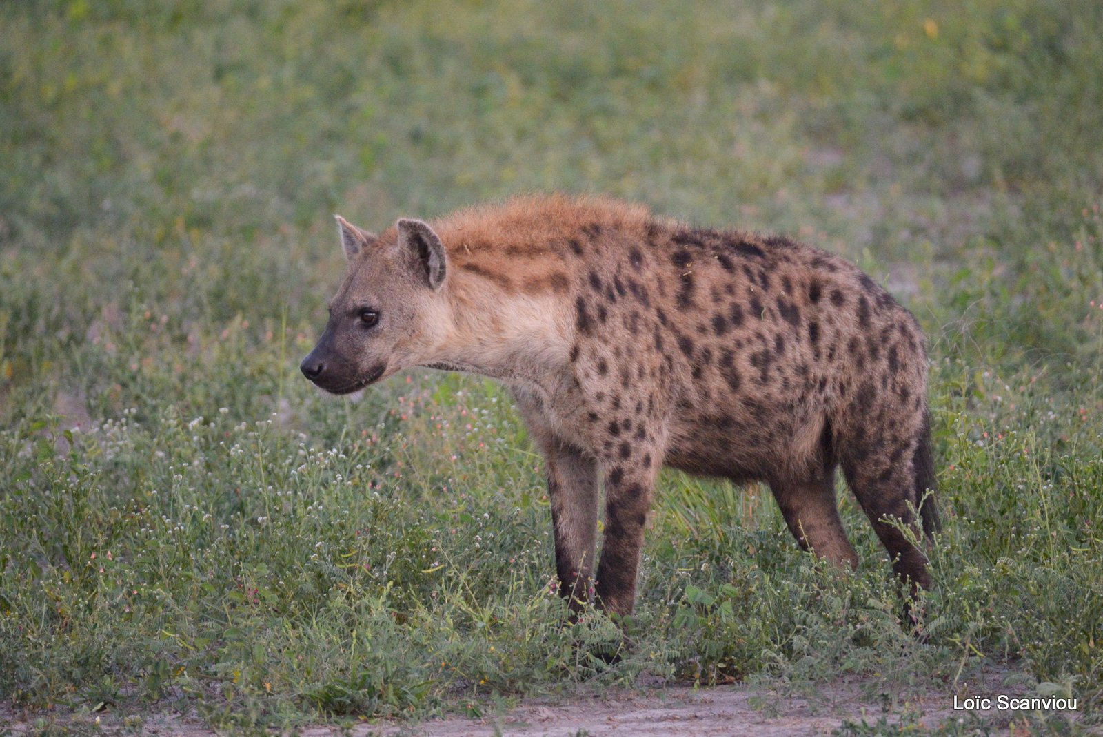 Hyène tachetée/Spotted Hyena (10)