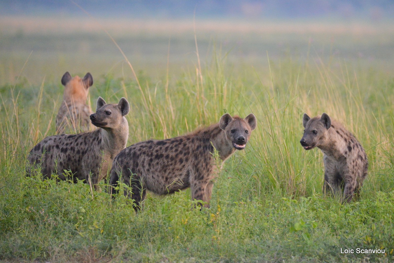 Hyène tachetée/Spotted Hyena (11)