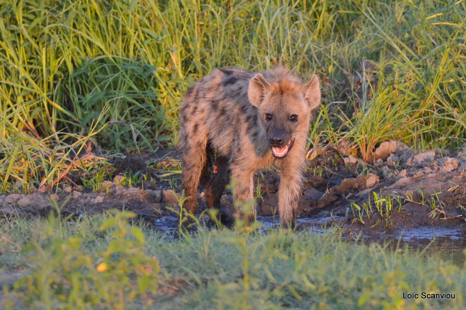 Hyène tachetée/Spotted Hyena (15)