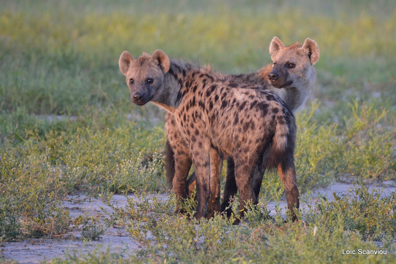 Hyène tachetée/Spotted Hyena (16)