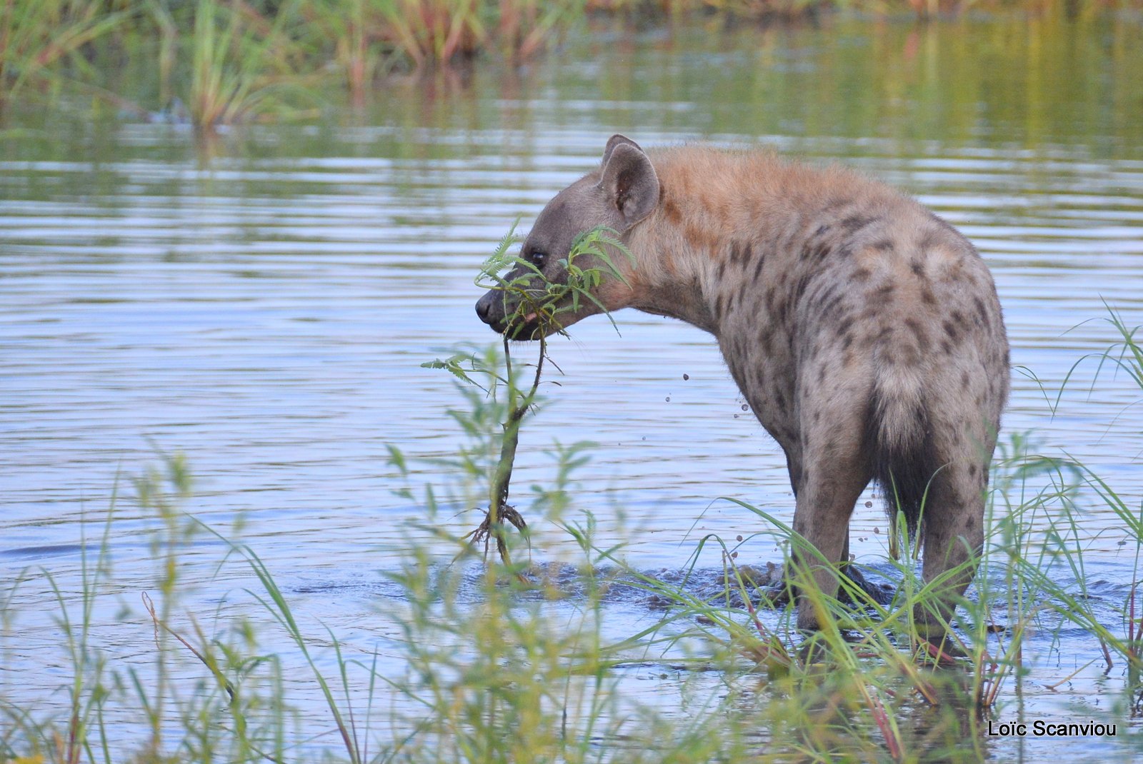 Hyène tachetée/Spotted Hyena (17)