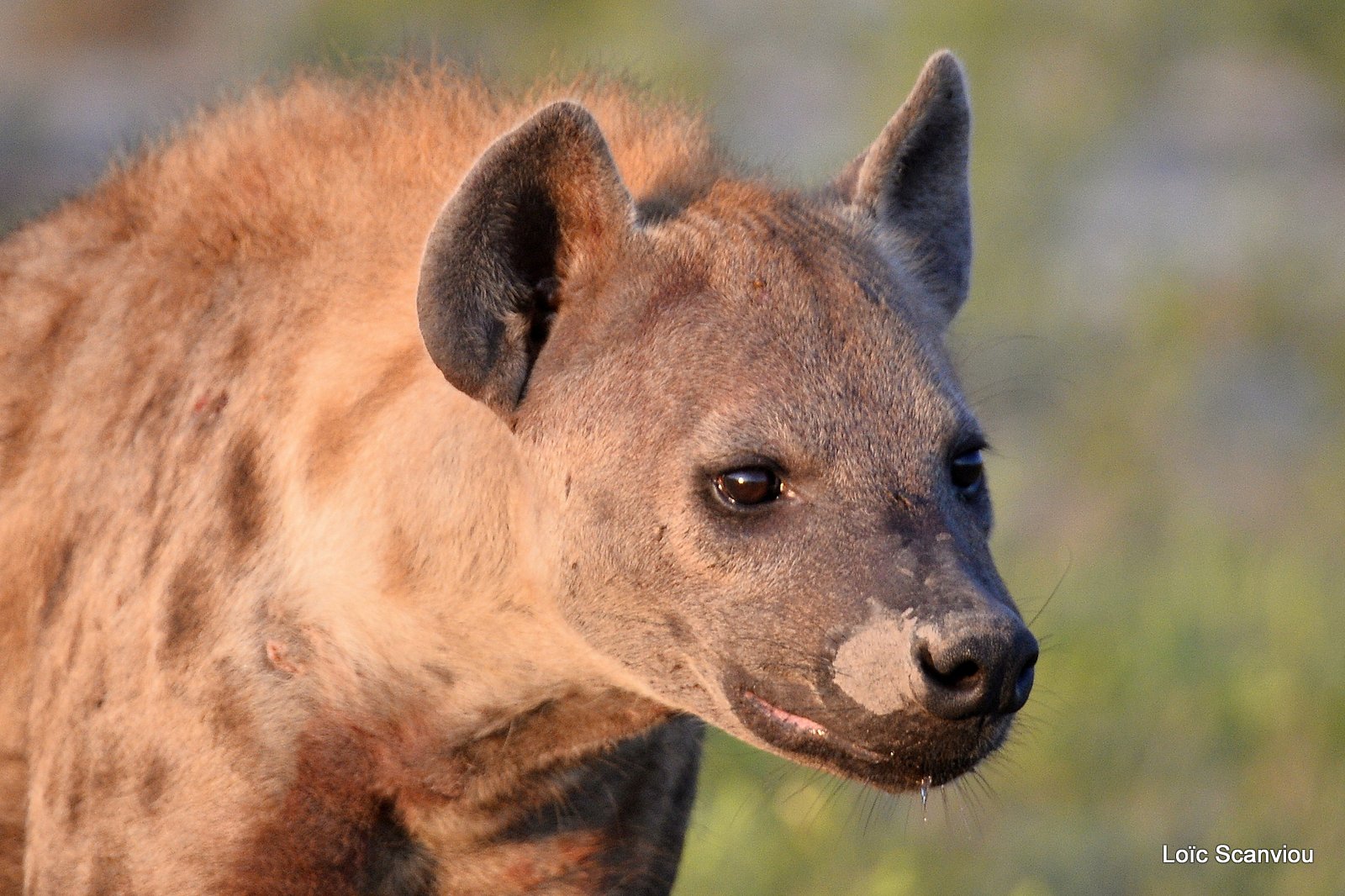 Hyène tachetée/Spotted Hyena (20)
