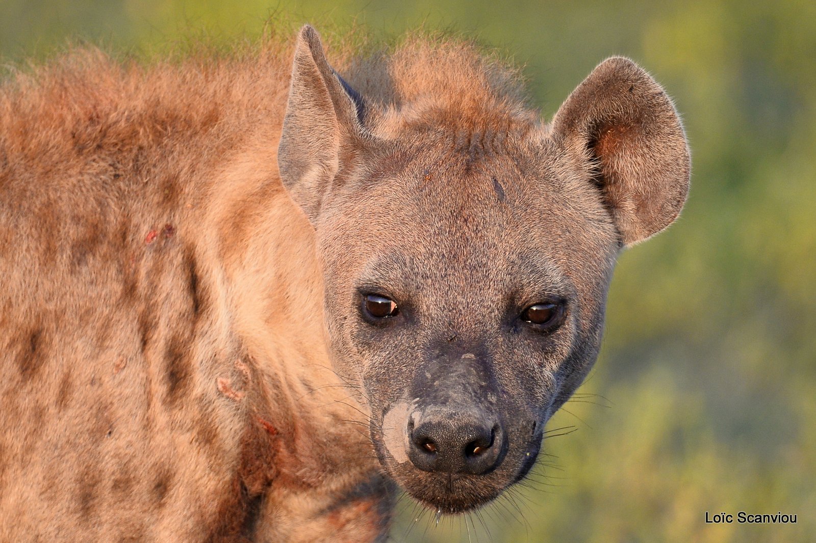 Hyène tachetée/Spotted Hyena (21)