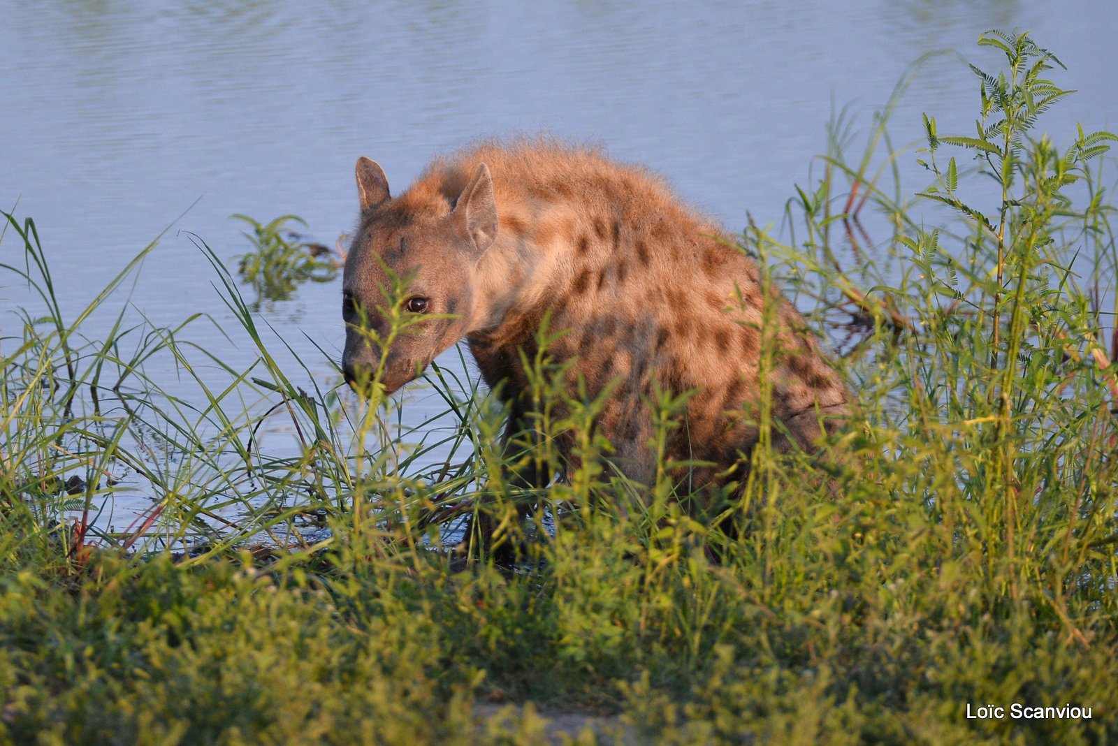 Hyène tachetée/Spotted Hyena (22)