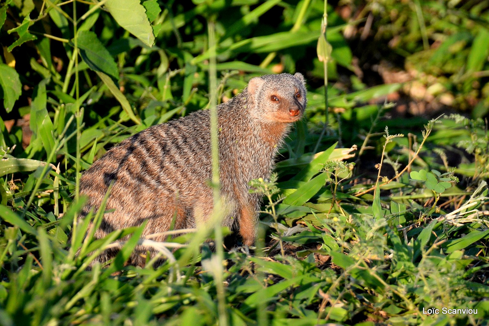 Mangouste rayée/Banded Mongoose (10)