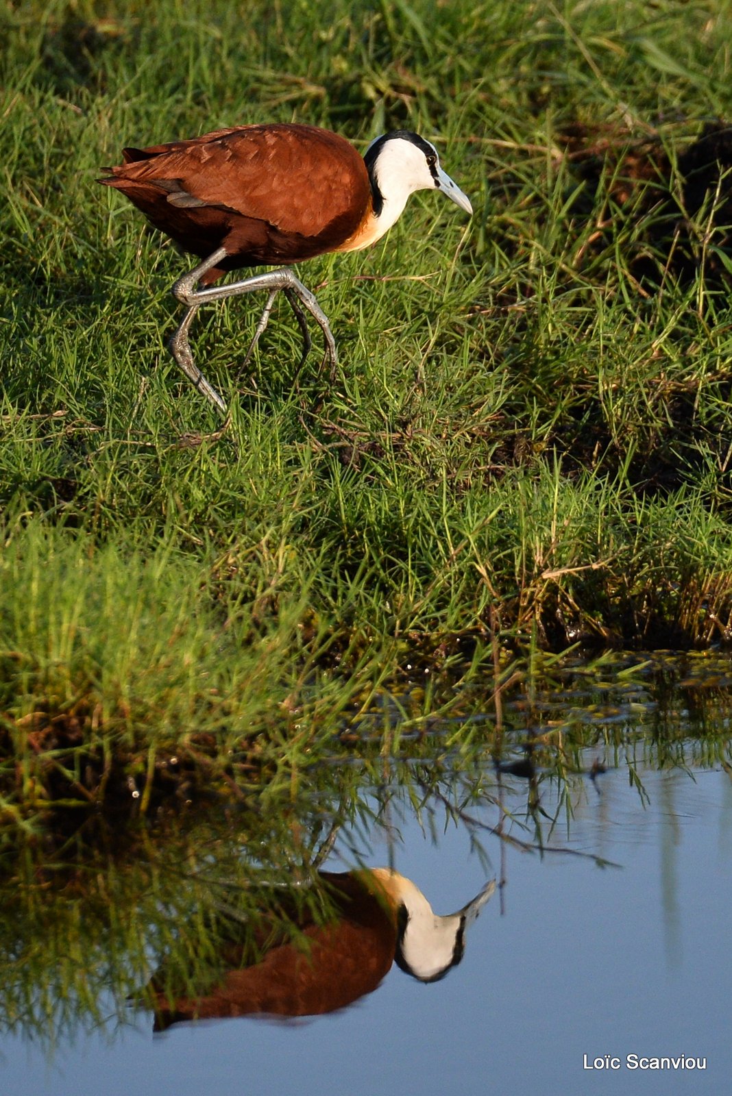 Chobe River Front 2020 (193)
