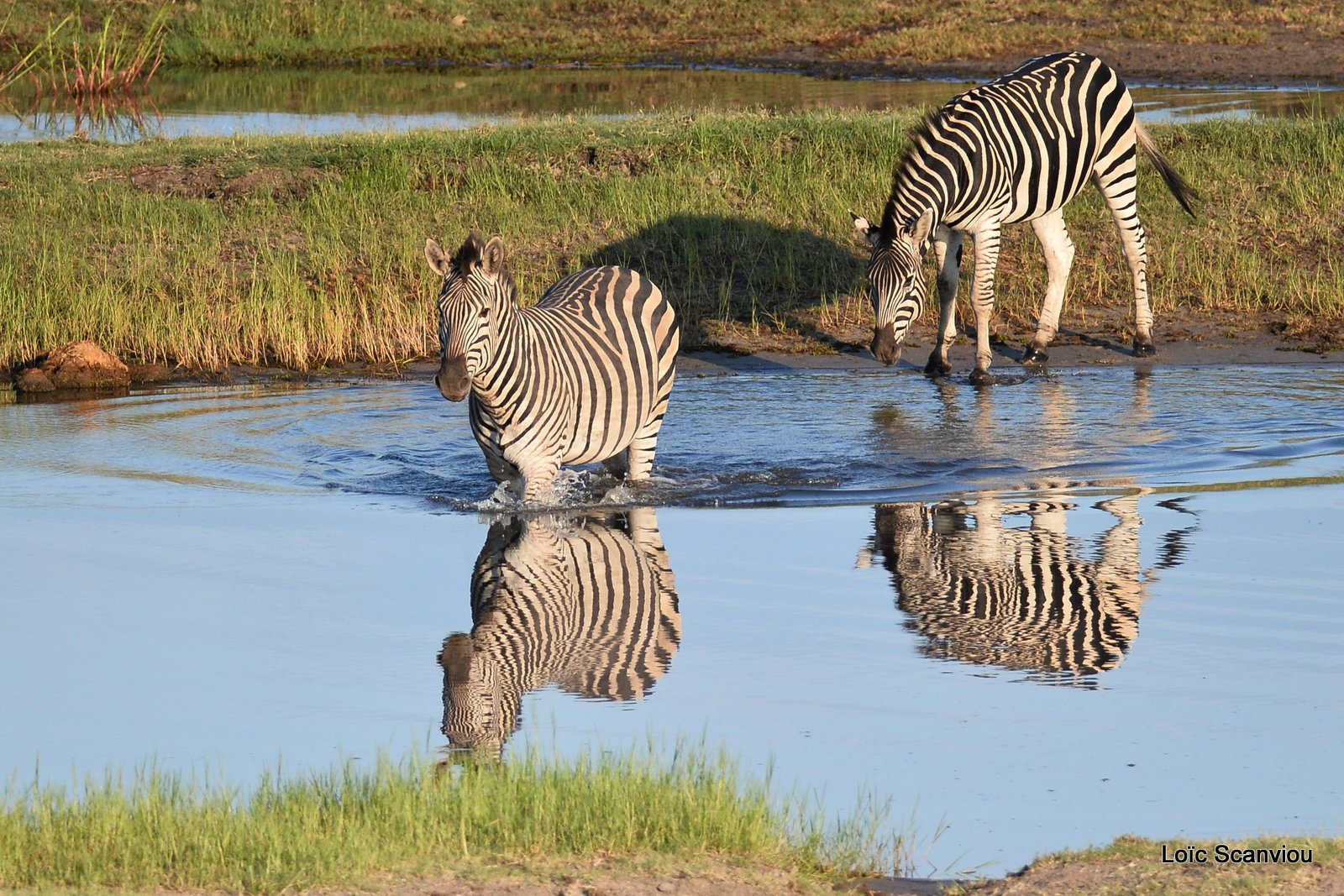 Chobe River Front 2020 (194)