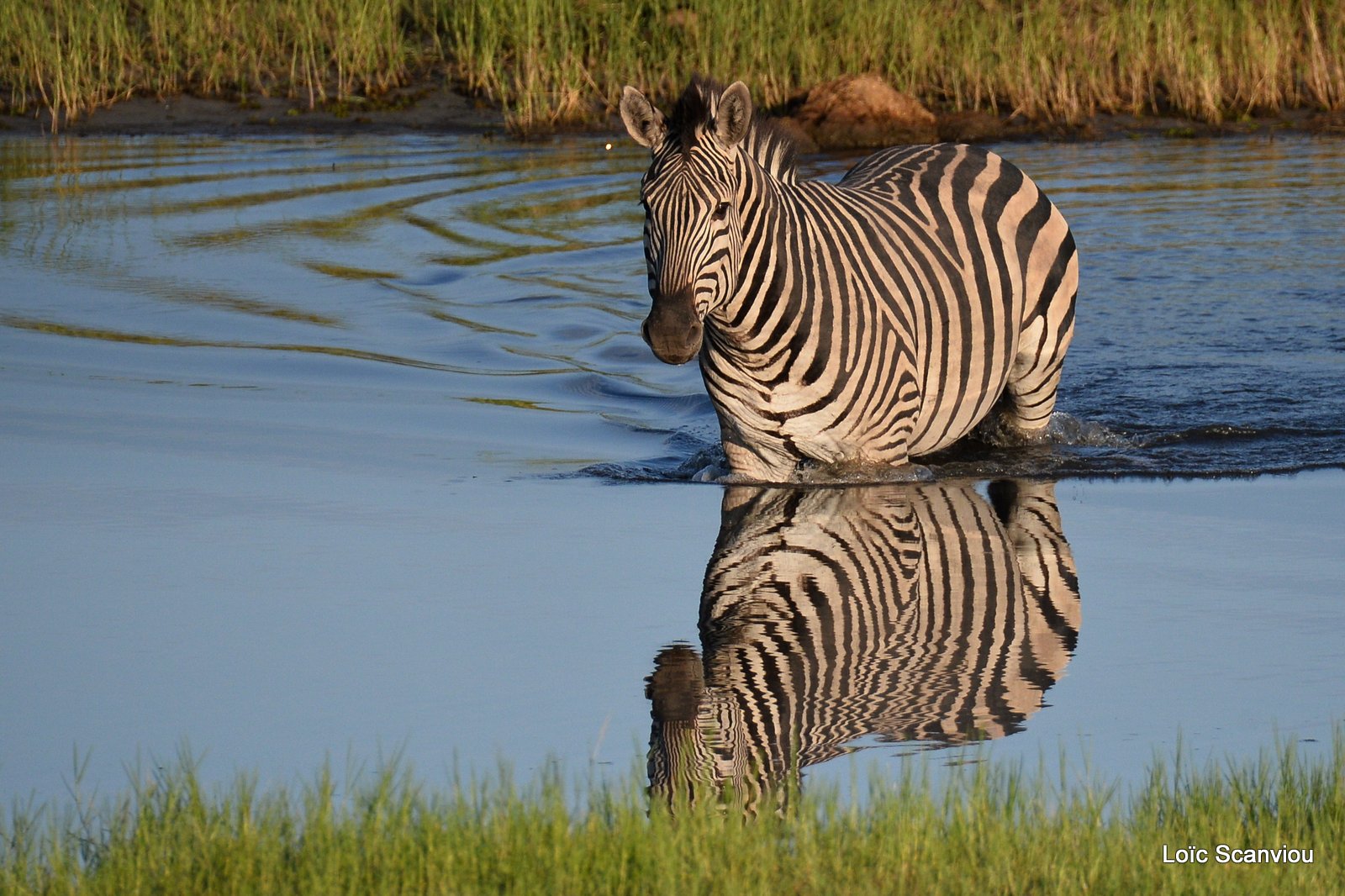 Chobe River Front 2020 (195)