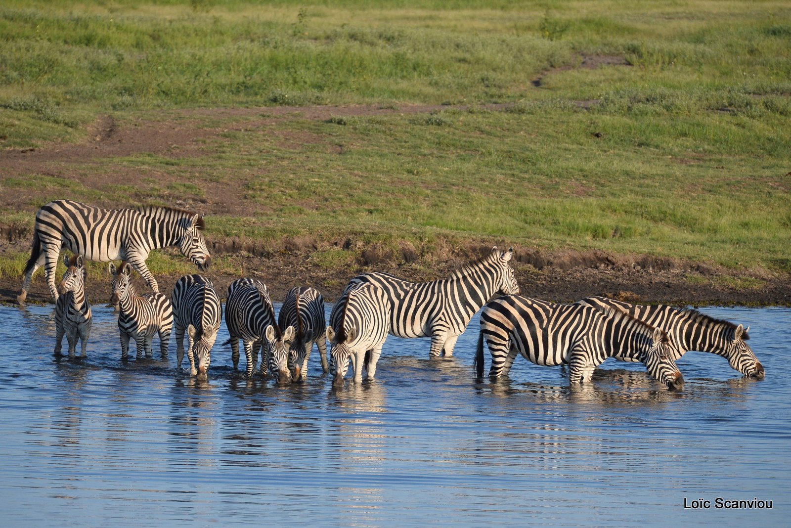 Chobe River Front 2020 (196)