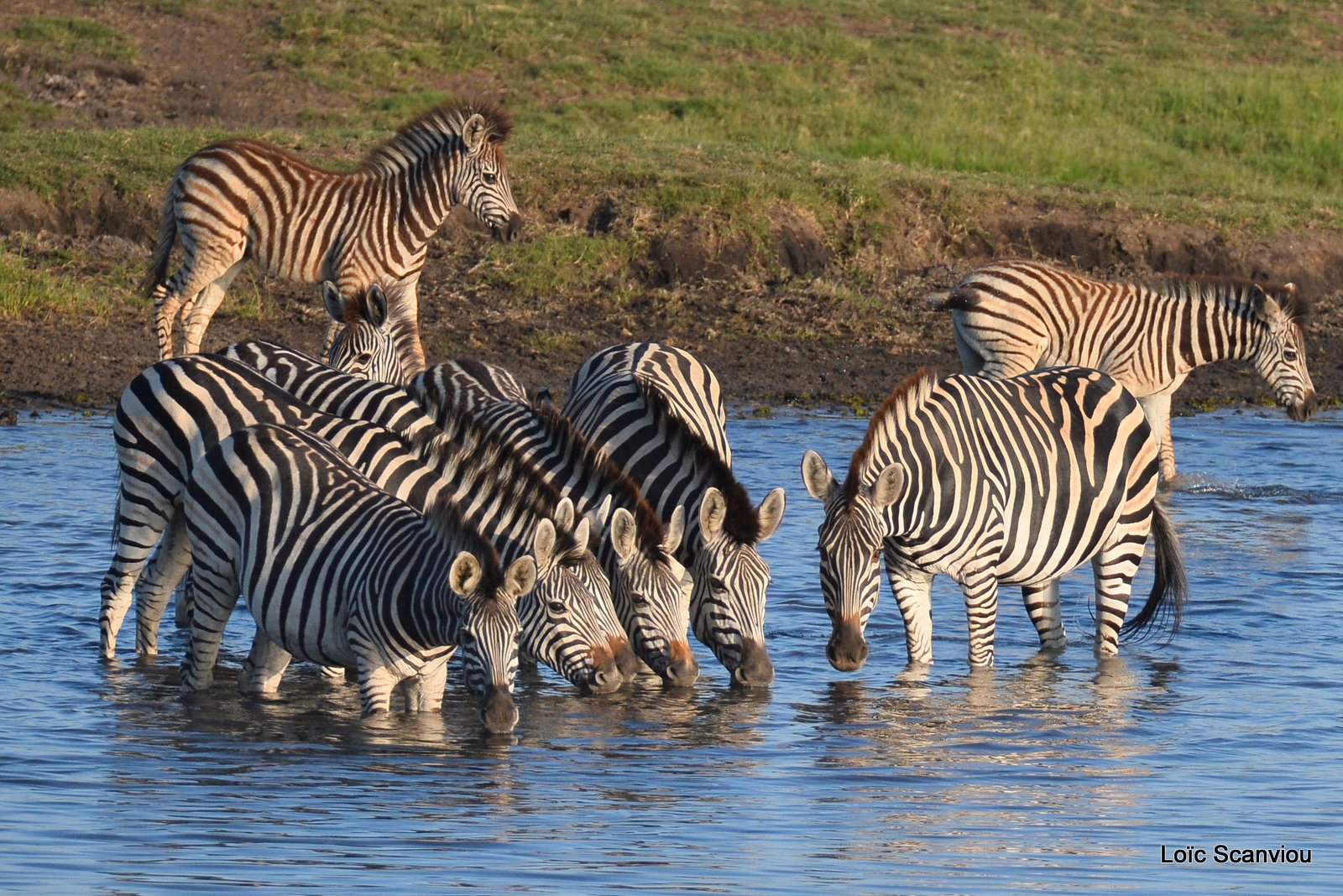Chobe River Front 2020 (197)