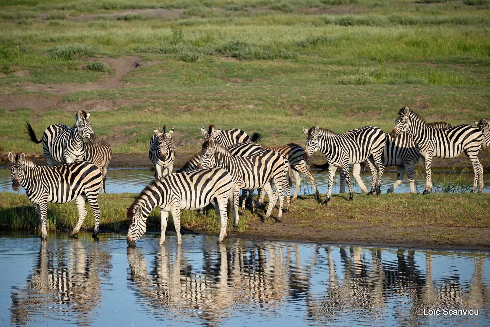 Chobe River Front 2020 (198)