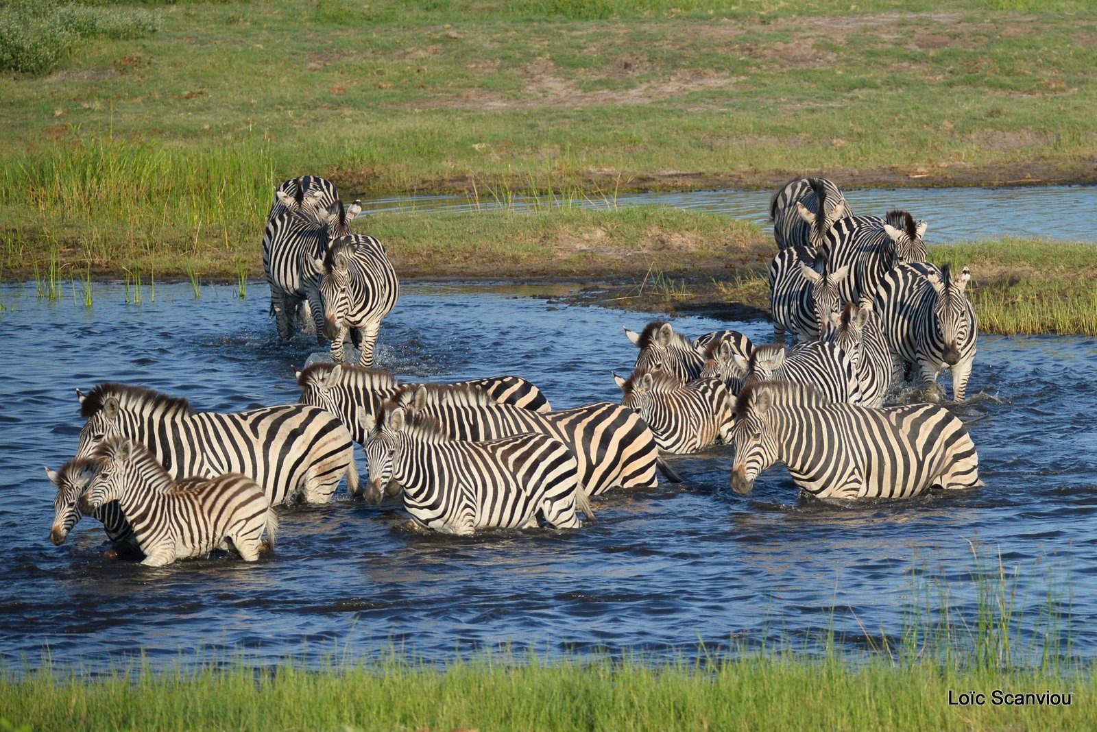Chobe River Front 2020 (199)