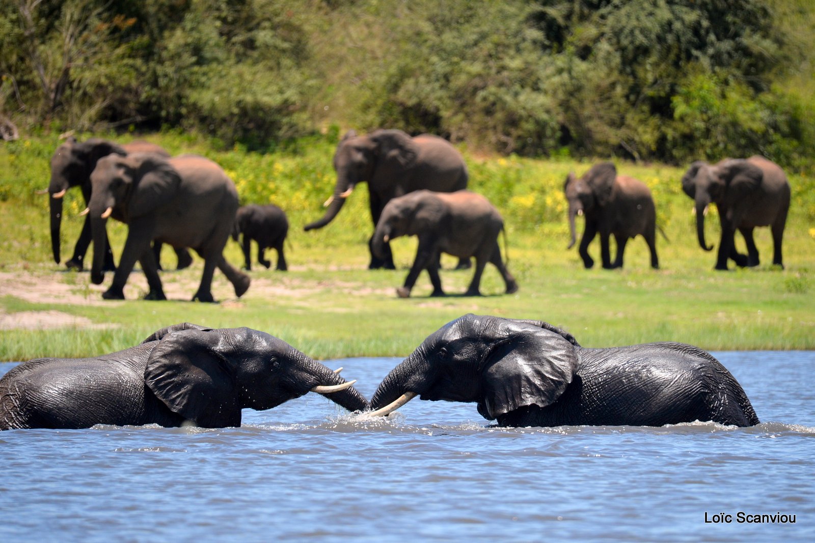 Chobe River Front 2020 (2)