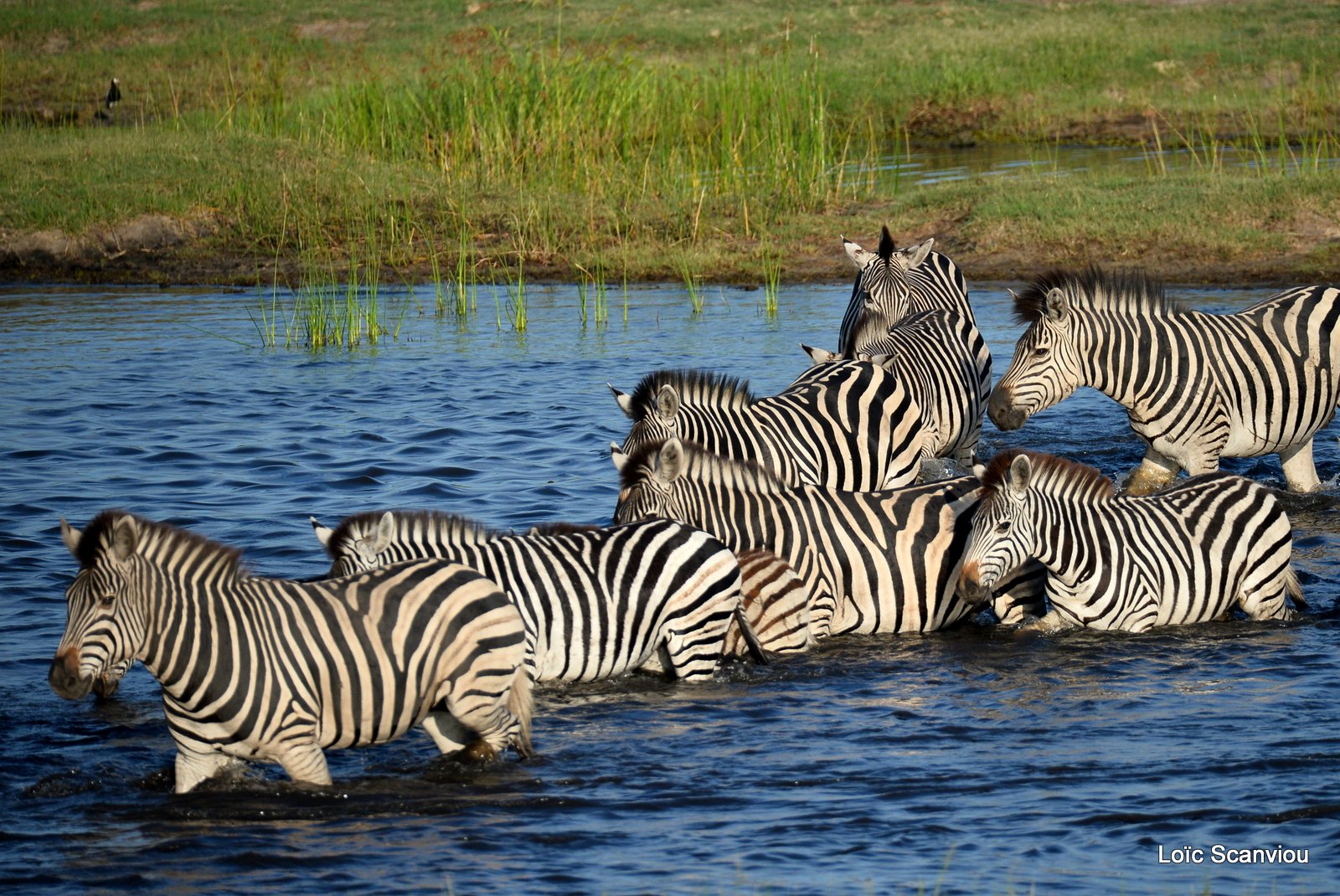 Chobe River Front 2020 (200)