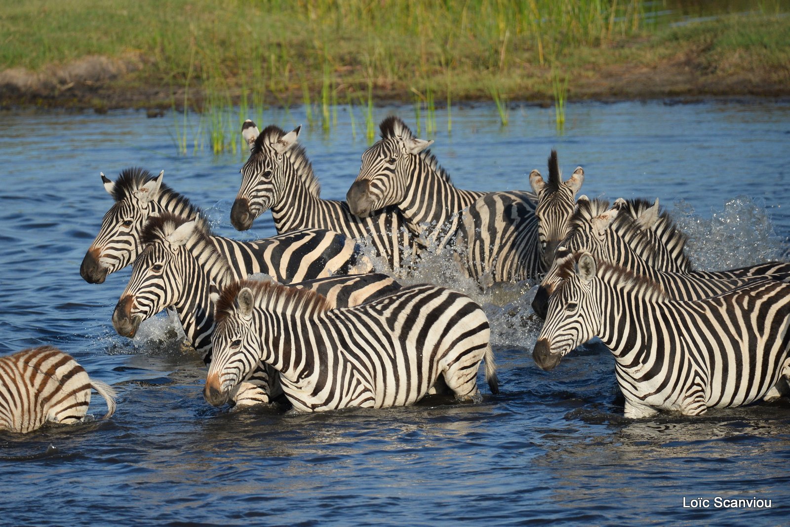 Chobe River Front 2020 (201)