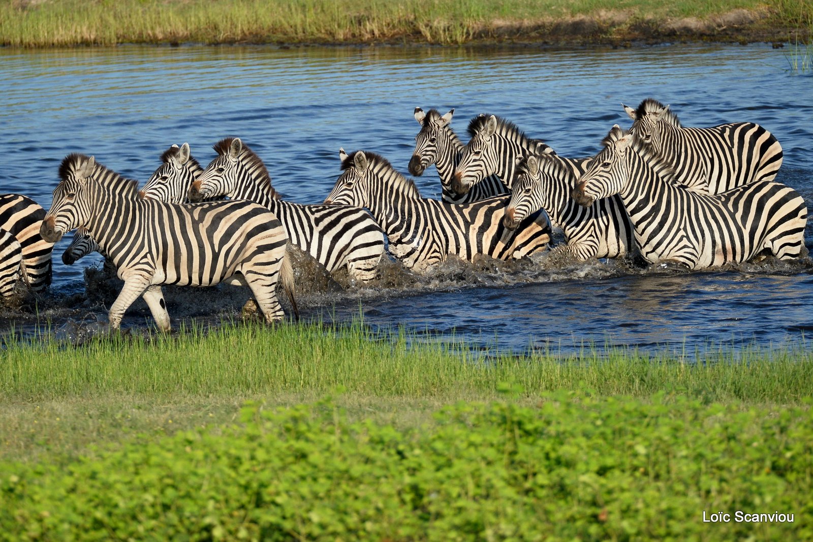 Chobe River Front 2020 (202)