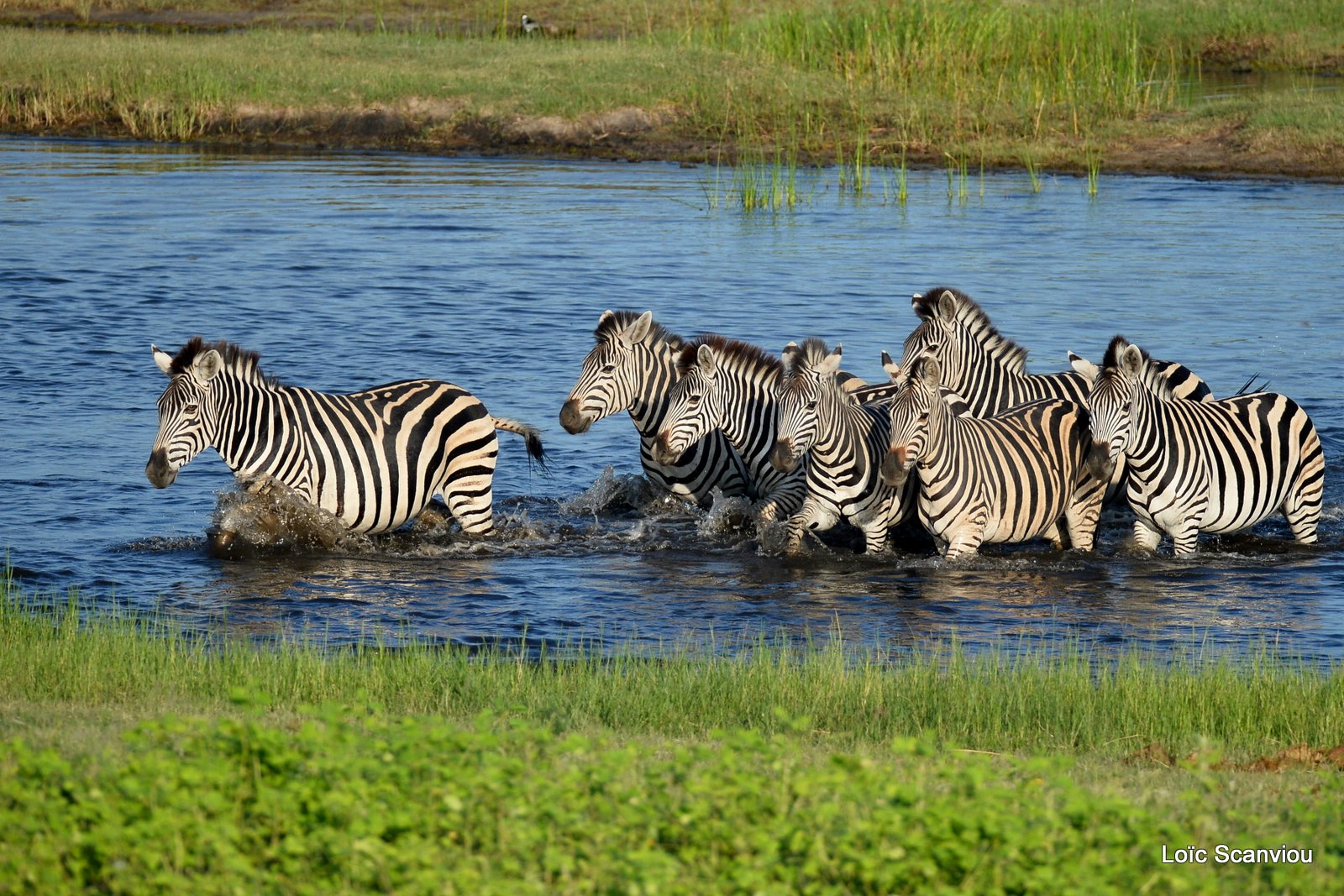 Chobe River Front 2020 (203)