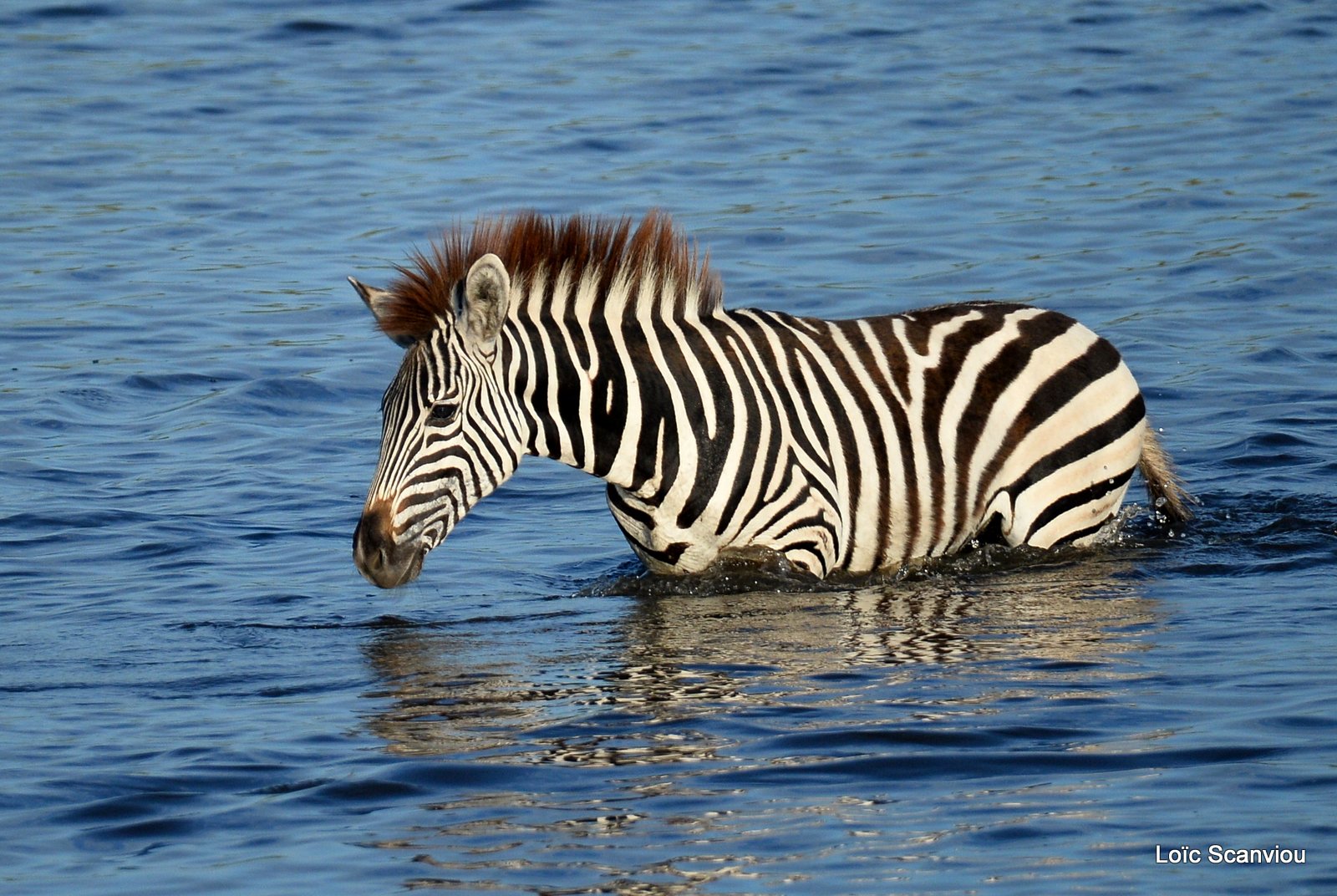 Chobe River Front 2020 (204)