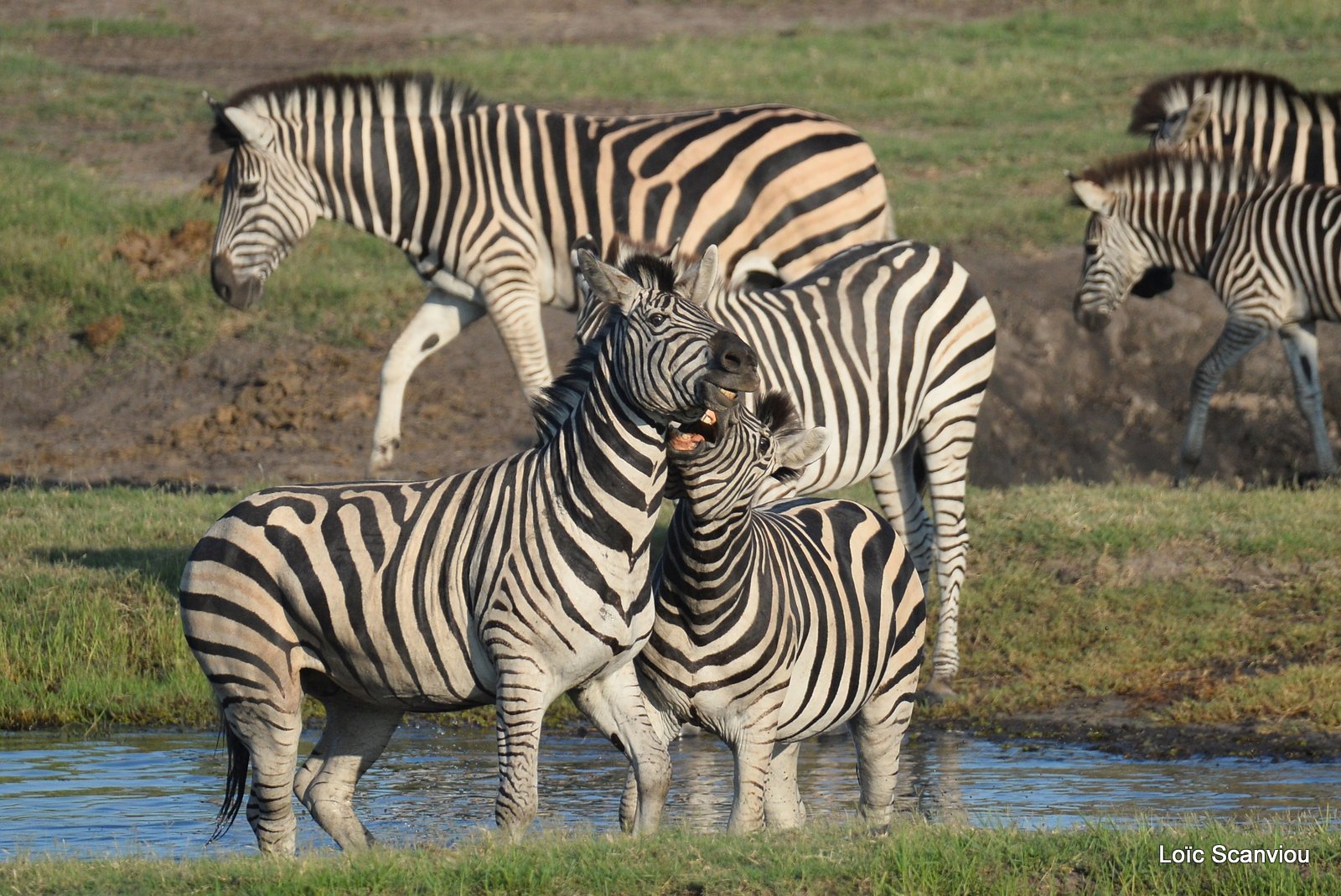 Chobe River Front 2020 (205)