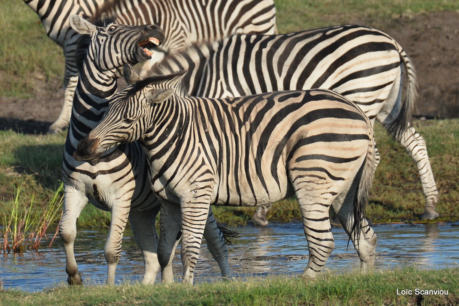 Chobe River Front 2020 (206)