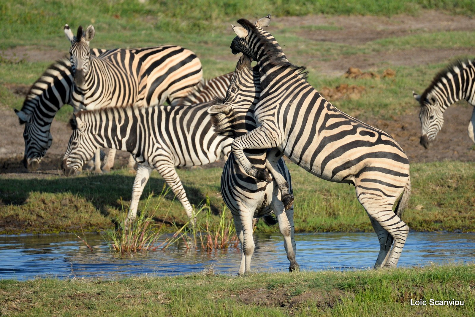 Chobe River Front 2020 (207)