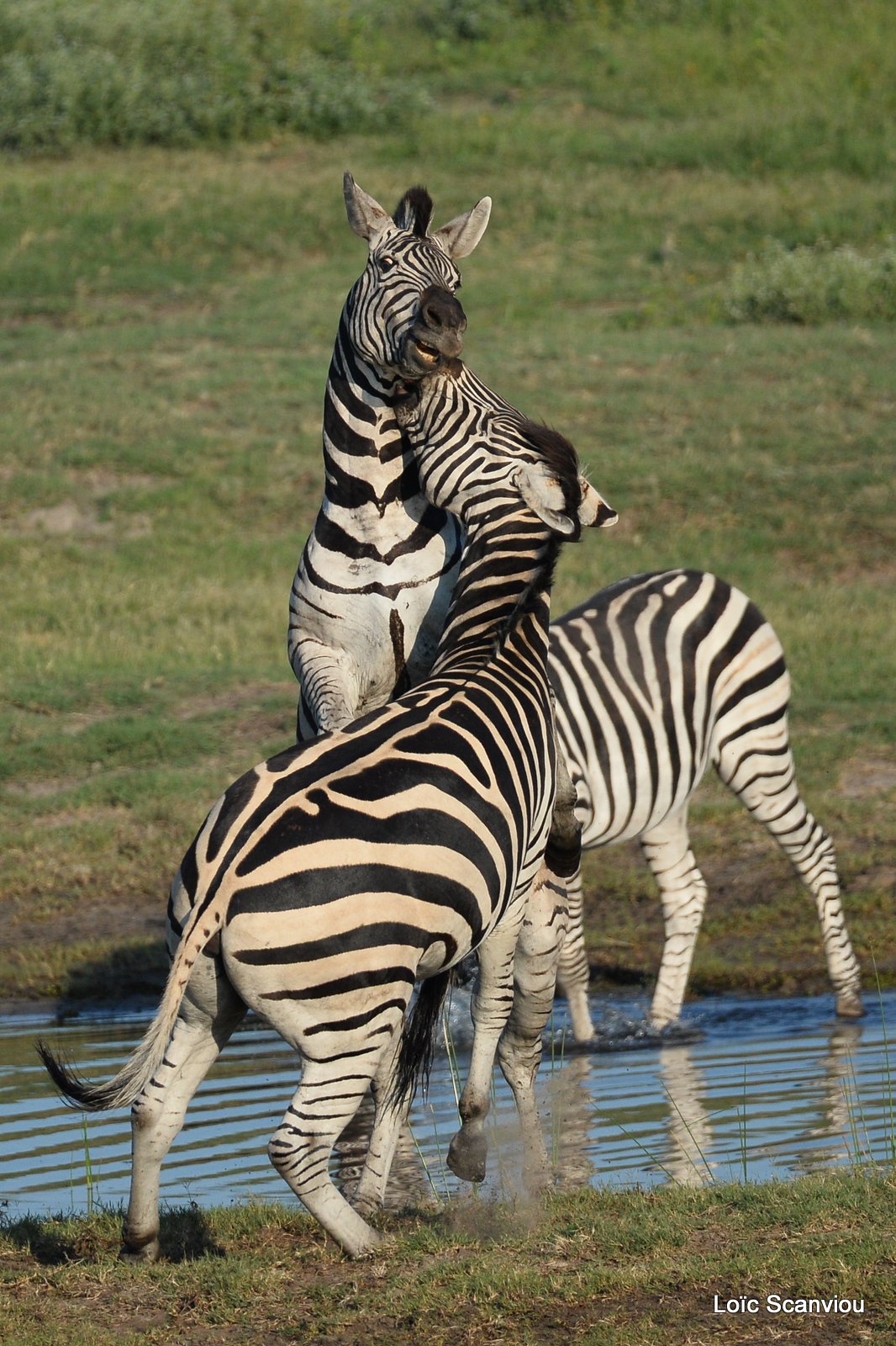 Chobe River Front 2020 (209)