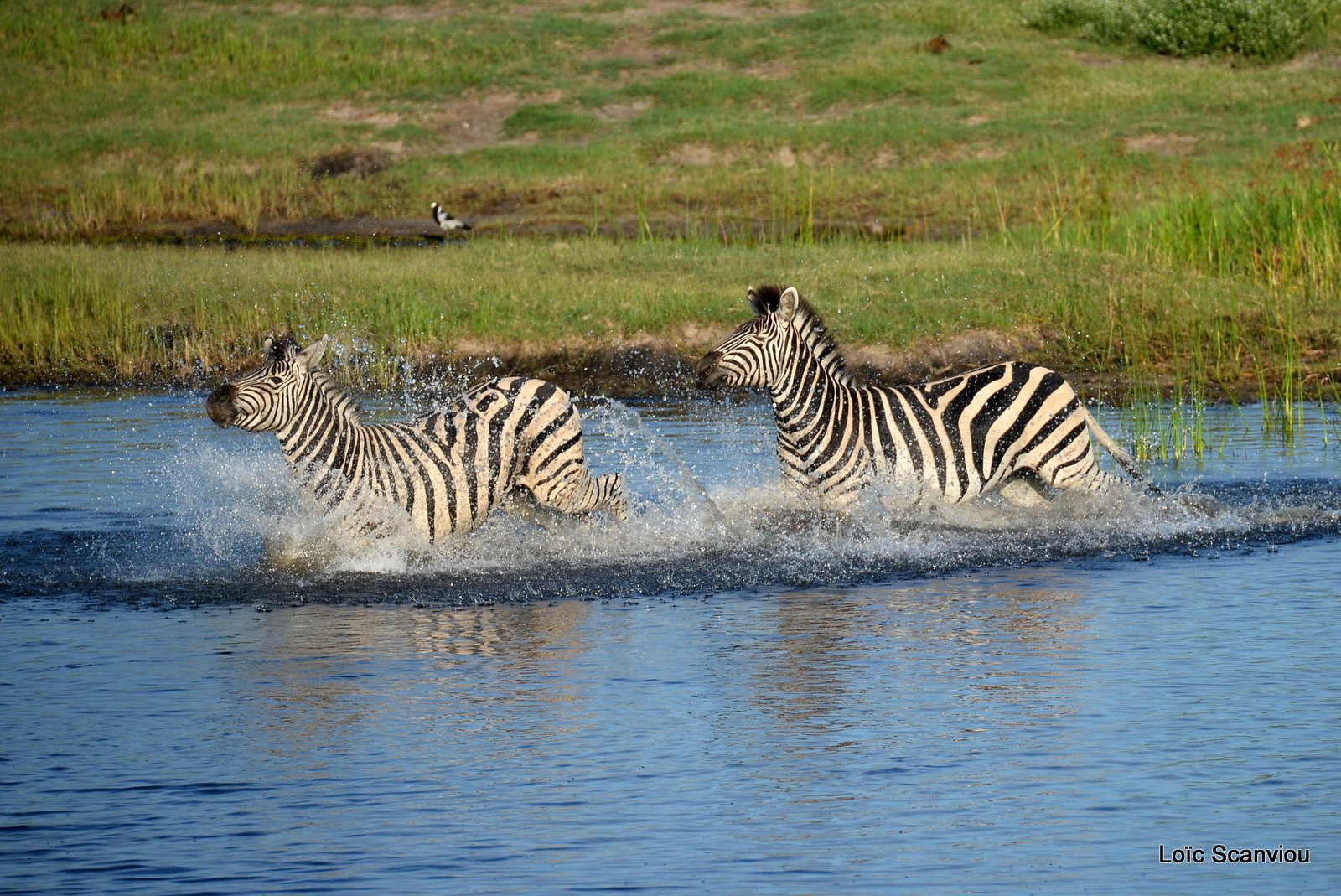 Chobe River Front 2020 (210)