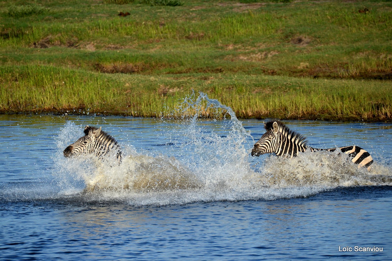Chobe River Front 2020 (211)
