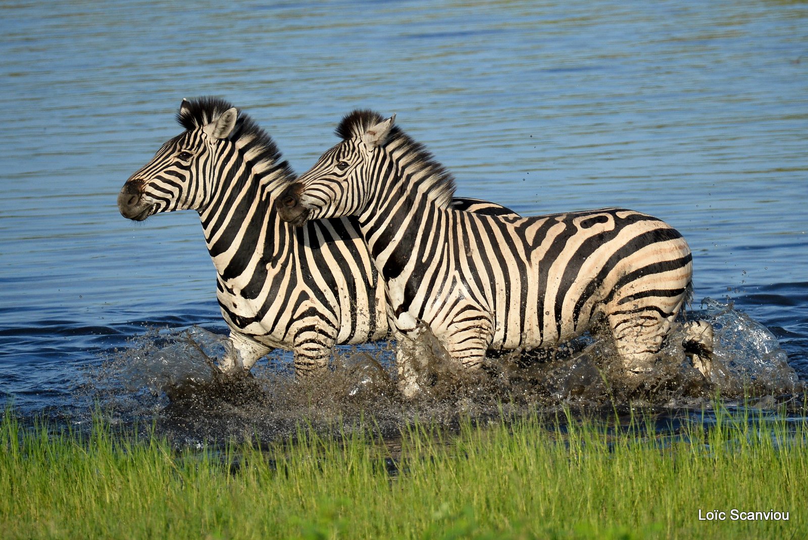 Chobe River Front 2020 (212)