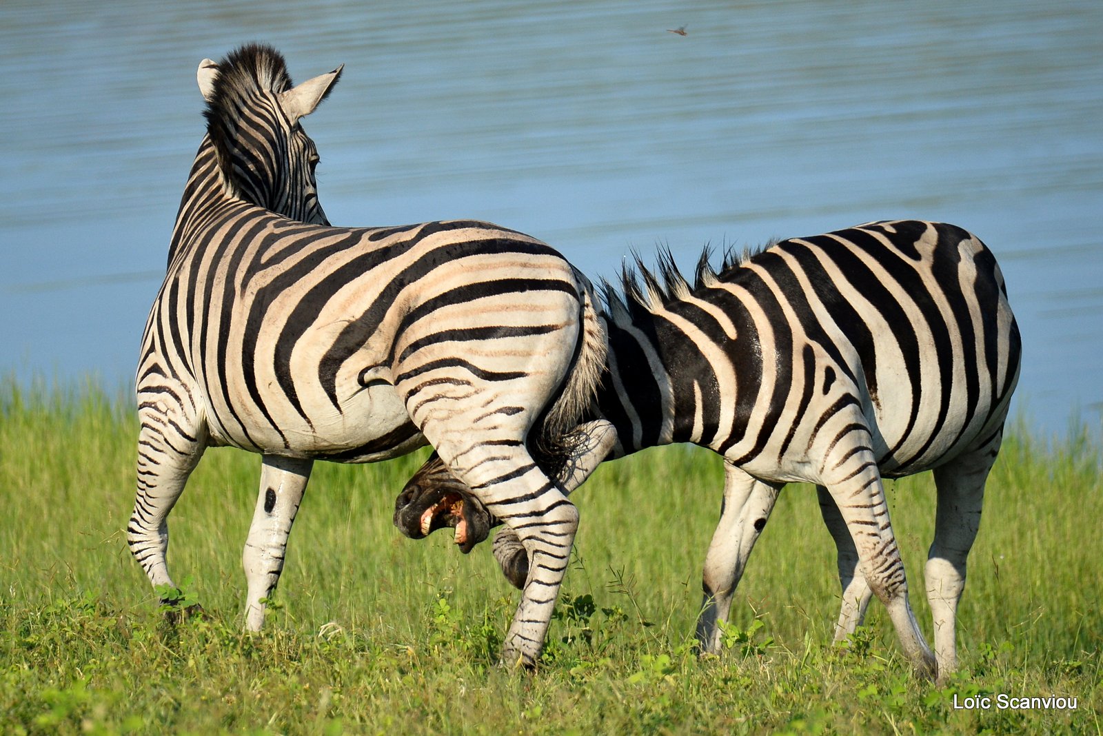 Chobe River Front 2020 (213)